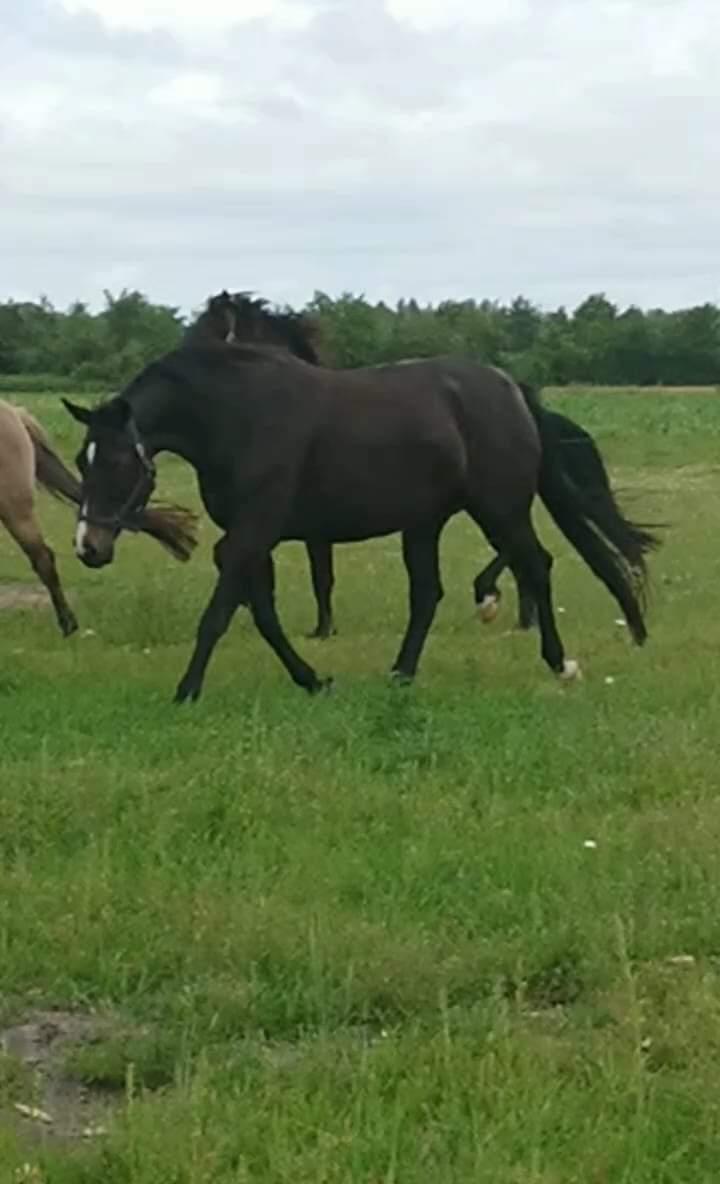 Oldenborg Tokelunds Polly billede 2