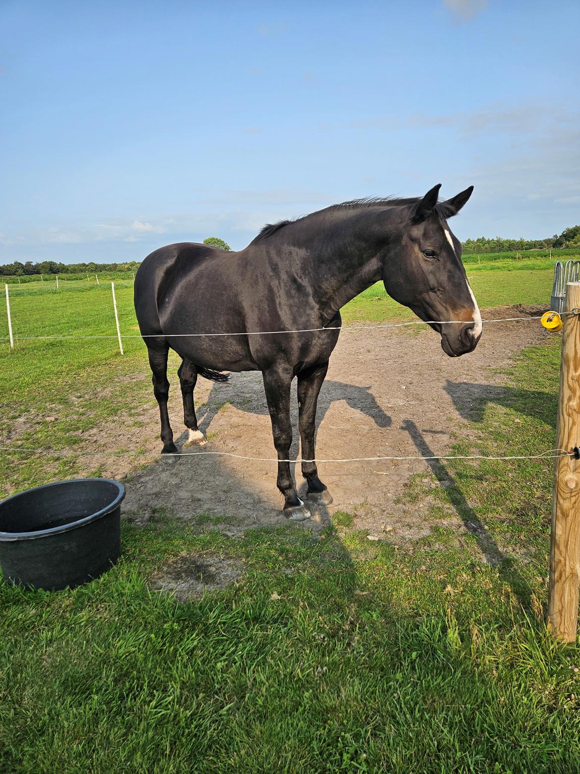 Oldenborg Tokelunds Polly billede 6