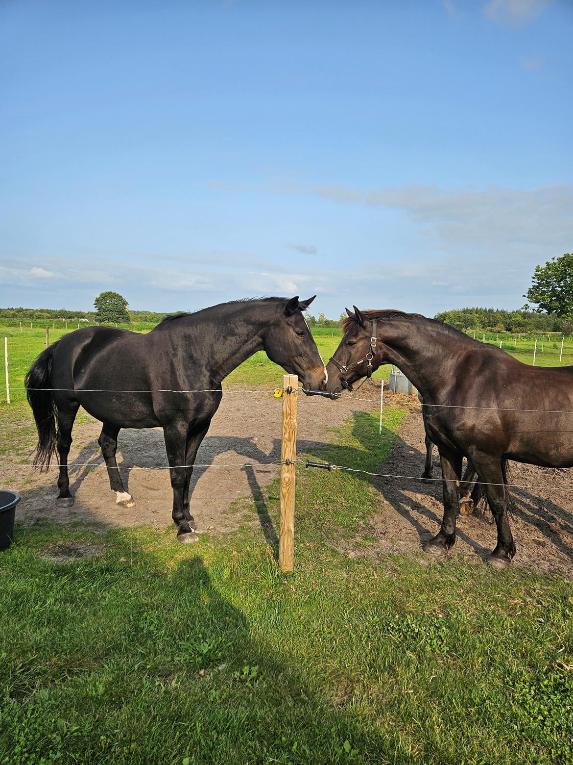 Oldenborg Tokelunds Polly - Polly og Duke kysser billede 7