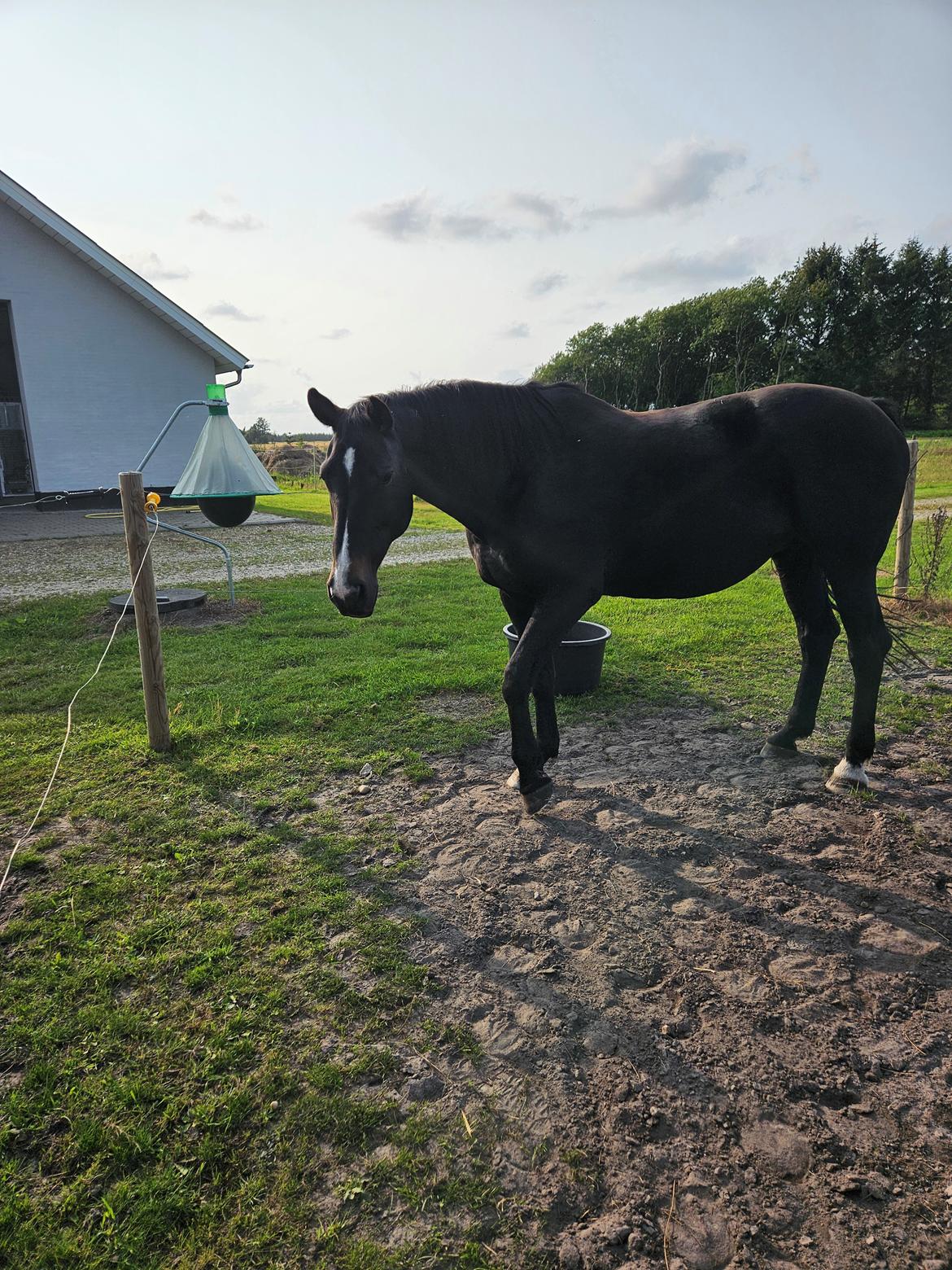 Oldenborg Tokelunds Polly billede 8