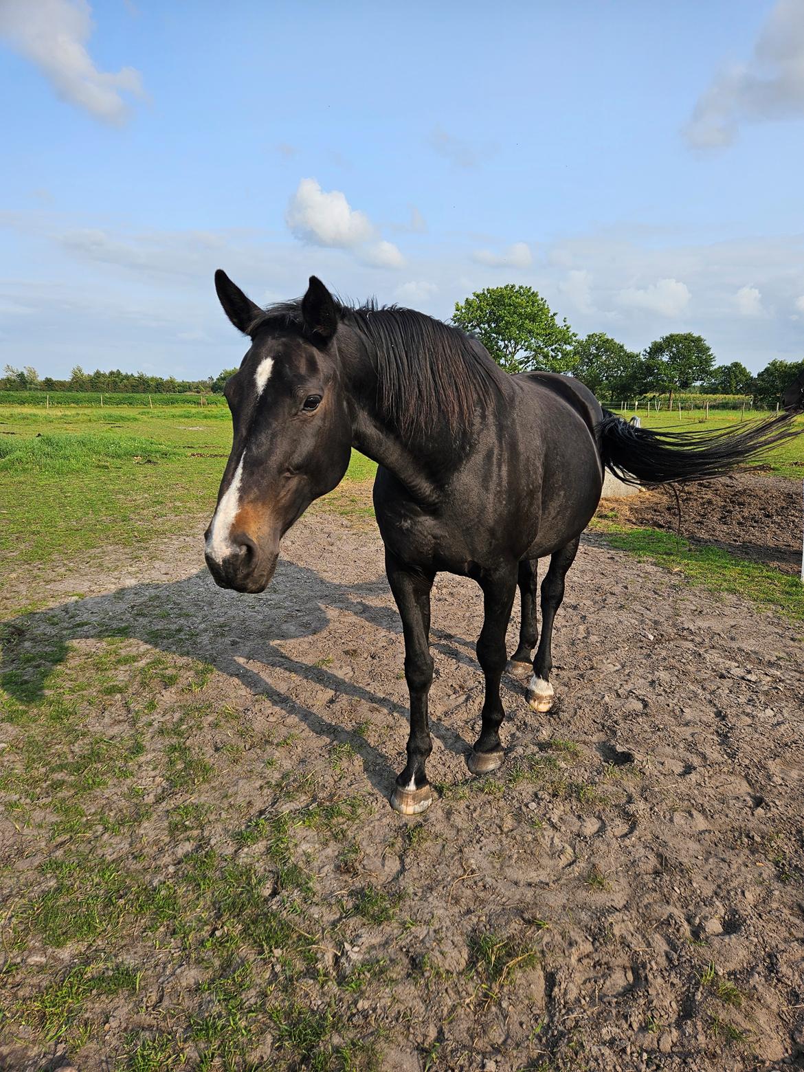 Oldenborg Tokelunds Polly billede 10