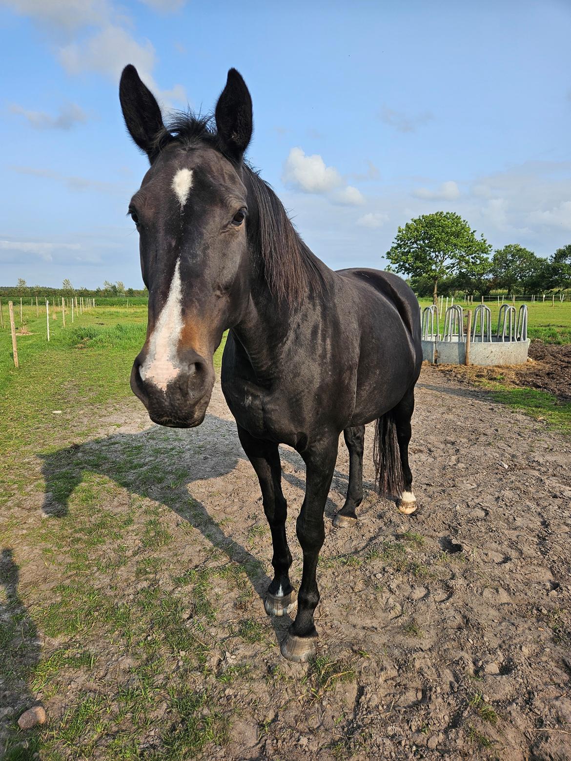 Oldenborg Tokelunds Polly billede 9