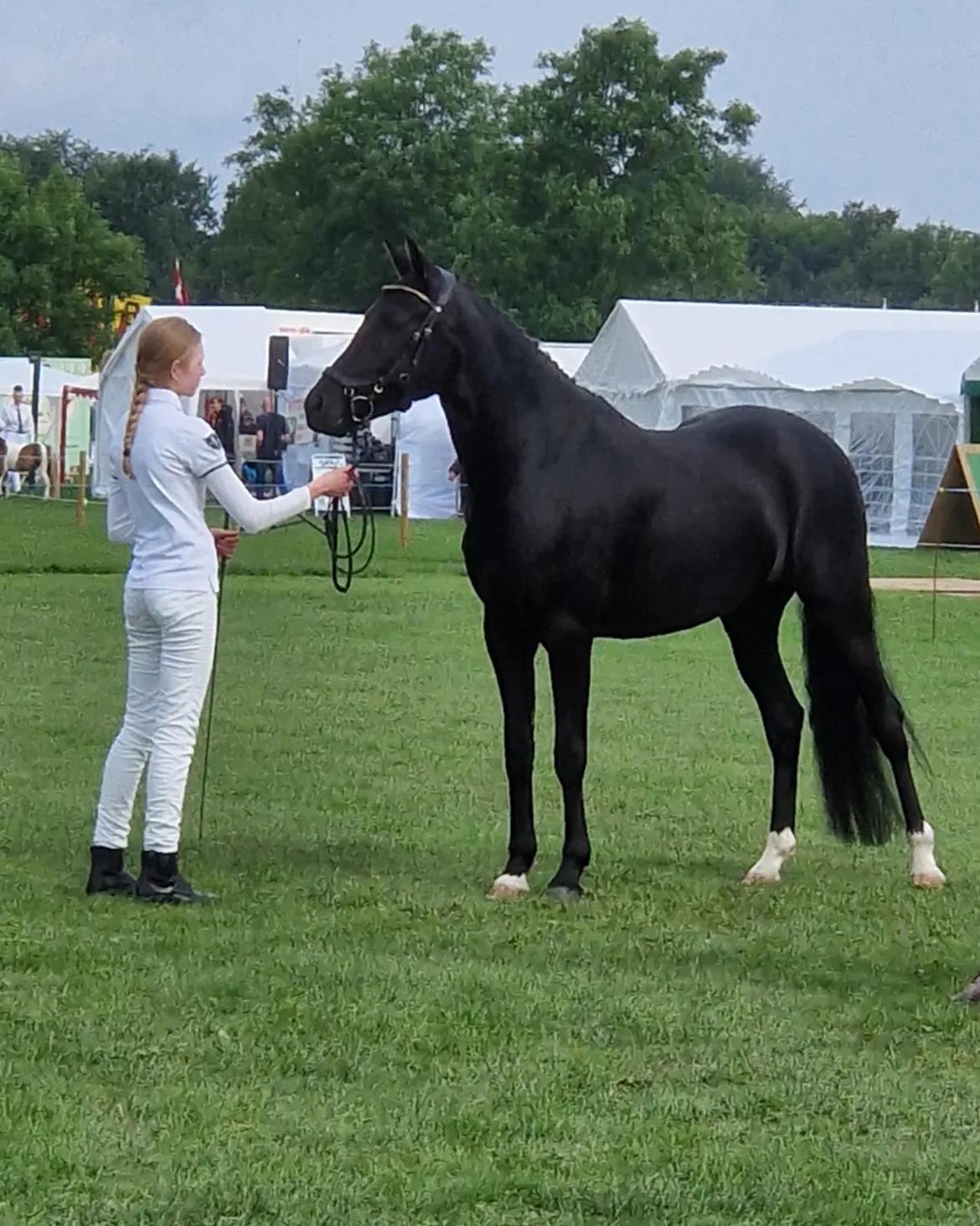 New Forest Harmony x af bækkely - Det fynske dyrskue 2024, her fik han tildelt 22 point og især ordene fra dommeren lød at han var en "meget ædel vallak af type" billede 19