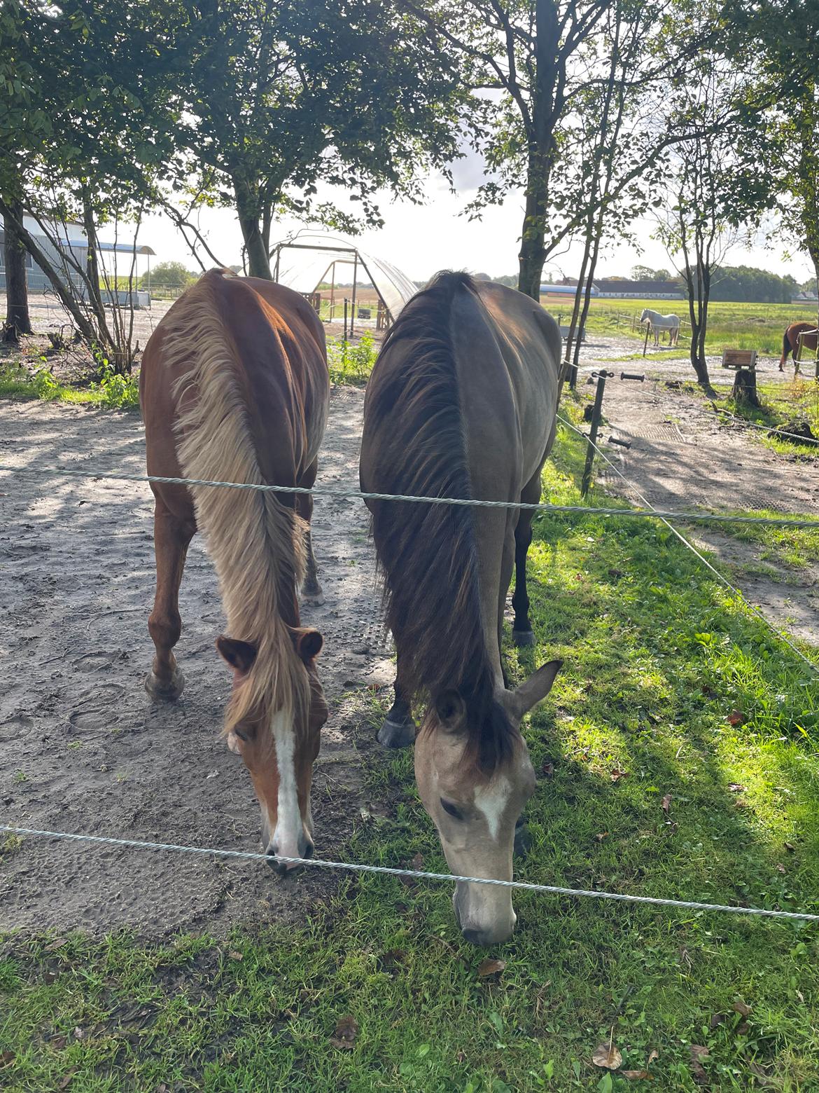 Welsh Partbred (Sec F) Aastrupgaards Gloria billede 12