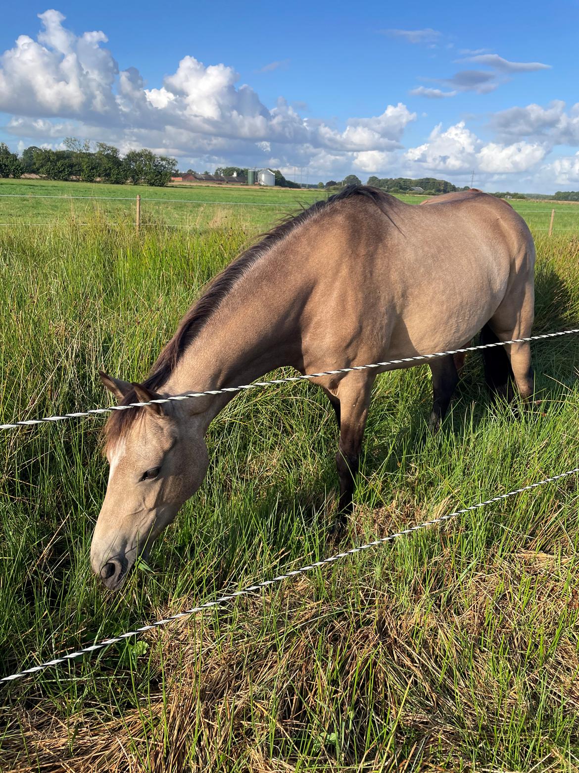 Welsh Partbred (Sec F) Aastrupgaards Gloria billede 13