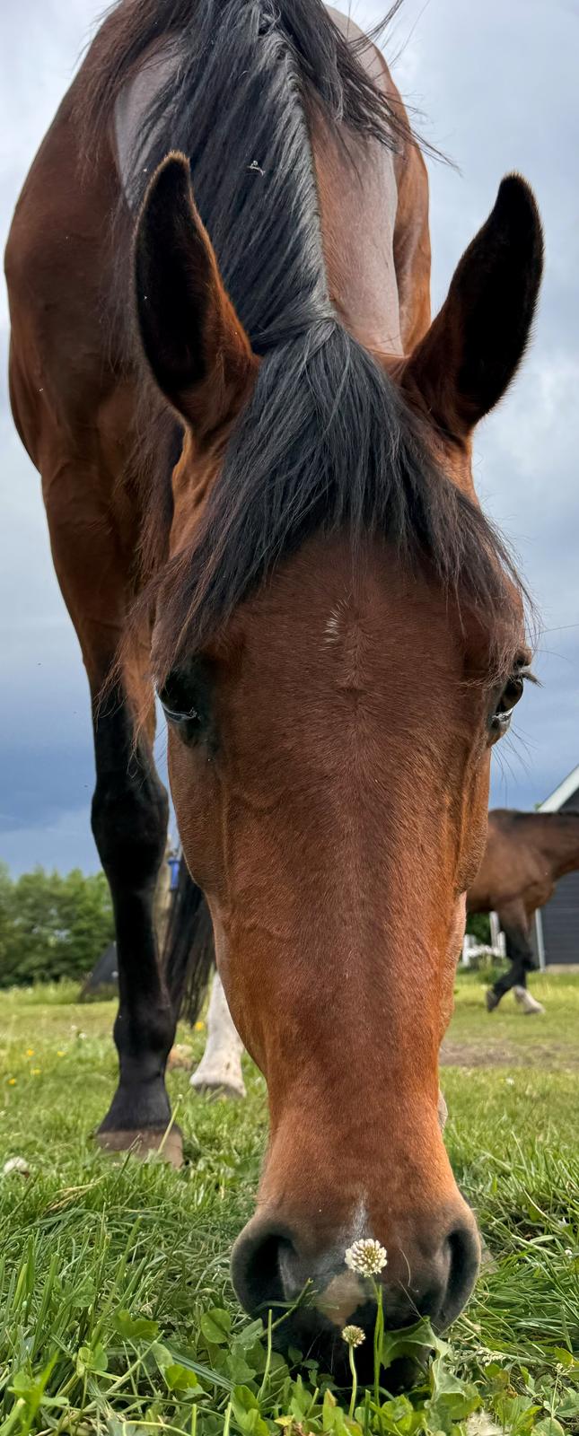 Dansk Varmblod Eskelund’s Collett  billede 2