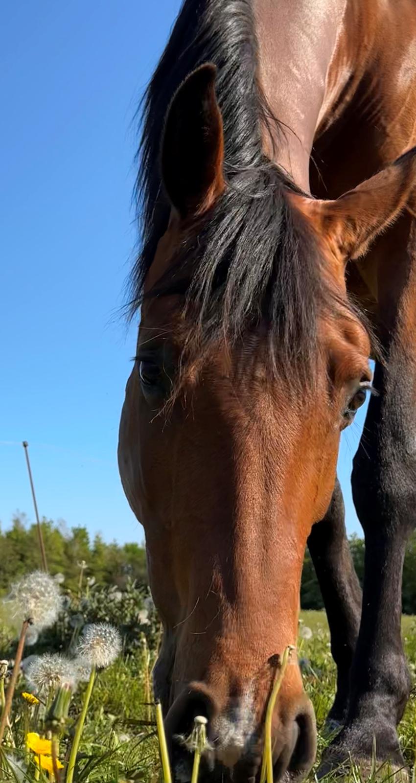 Dansk Varmblod Eskelund’s Collett  billede 3