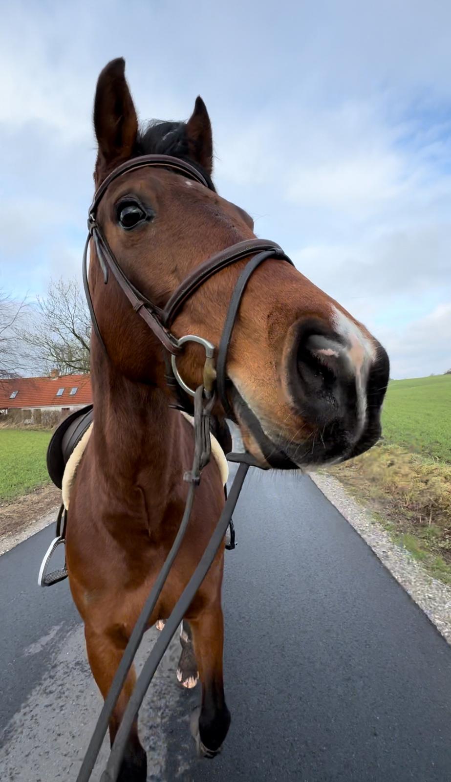 Dansk Varmblod Eskelund’s Collett  billede 11