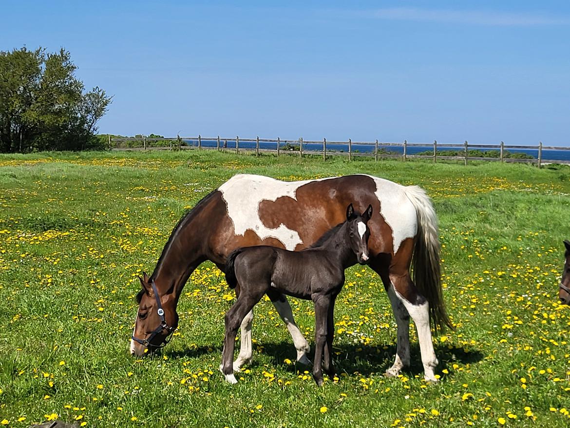 Palomino Pachanga's Paisley billede 1