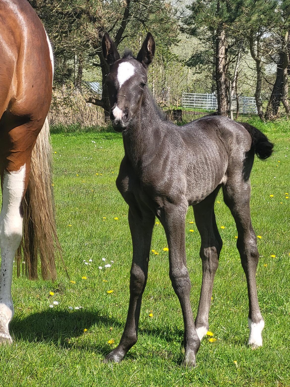 Palomino Pachanga's Paisley billede 3