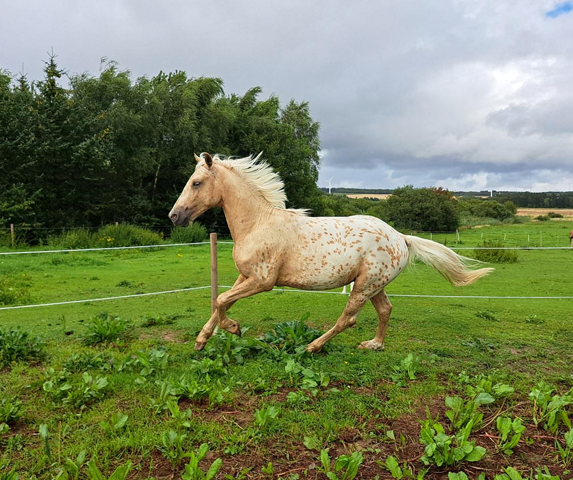 Anden særlig race Keldbæksgaard's Holger - August 2024 billede 15