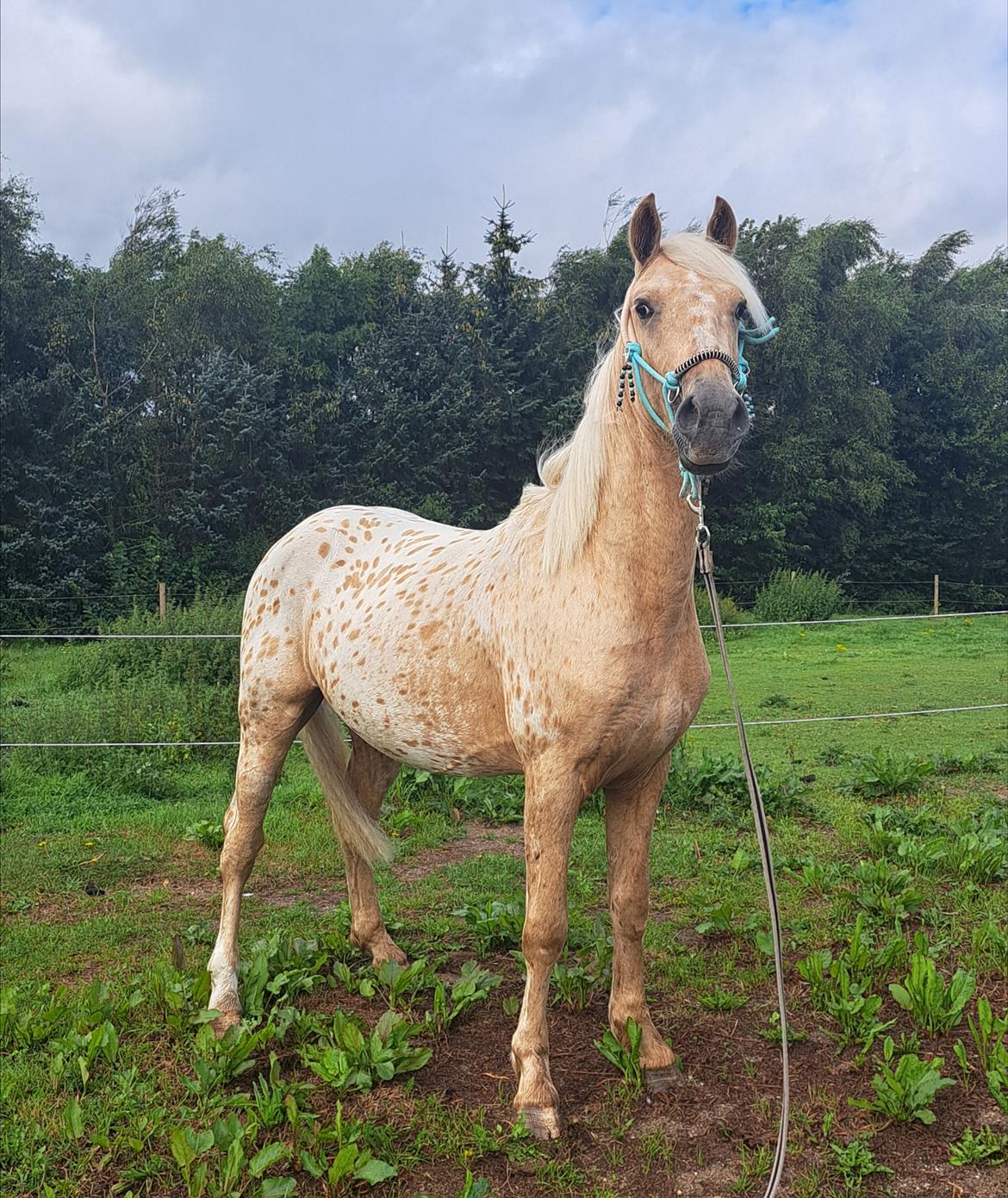 Anden særlig race Keldbæksgaard's Holger - August 2024 billede 18