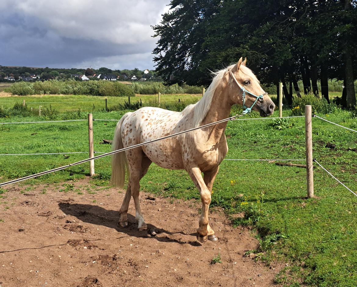 Anden særlig race Keldbæksgaard's Holger - August 2024 billede 19