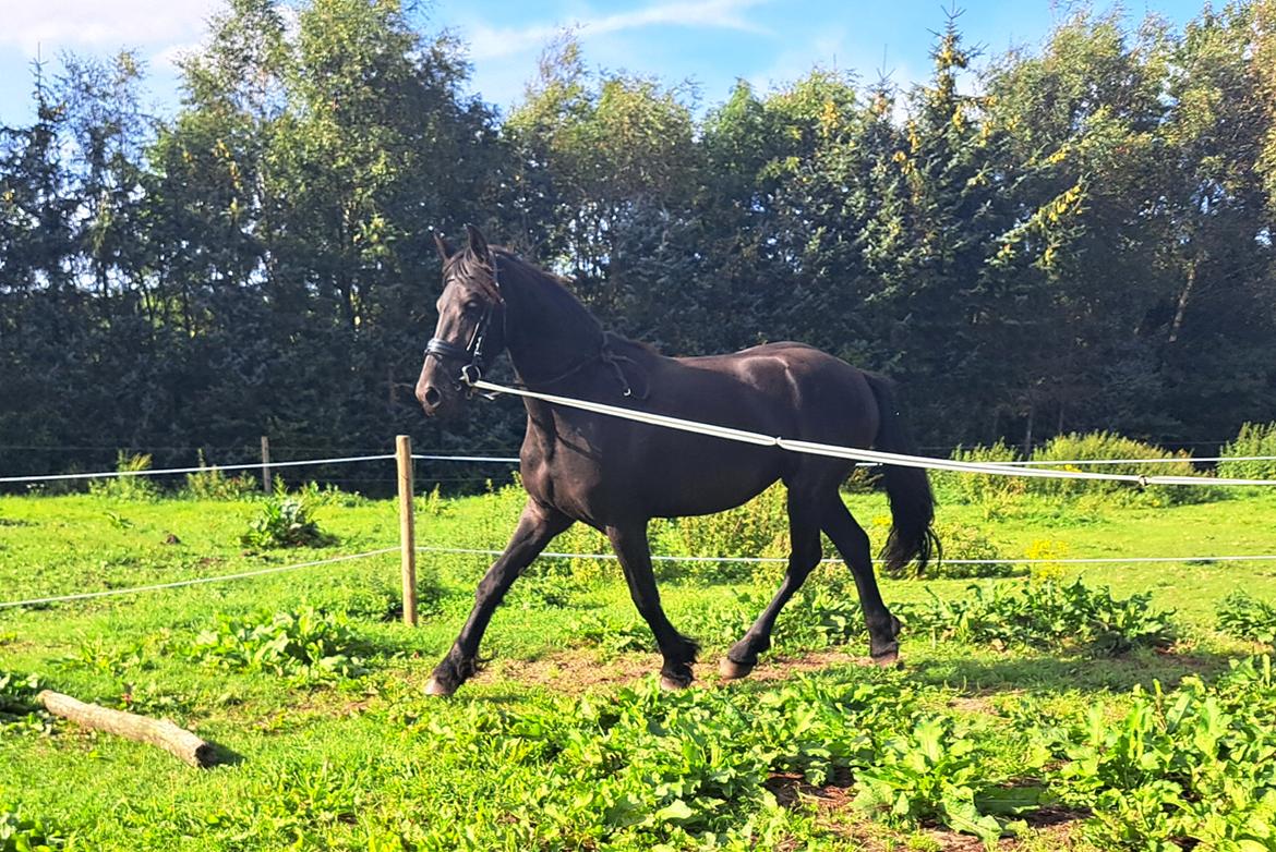 Frieser Højlund's Zafira billede 12