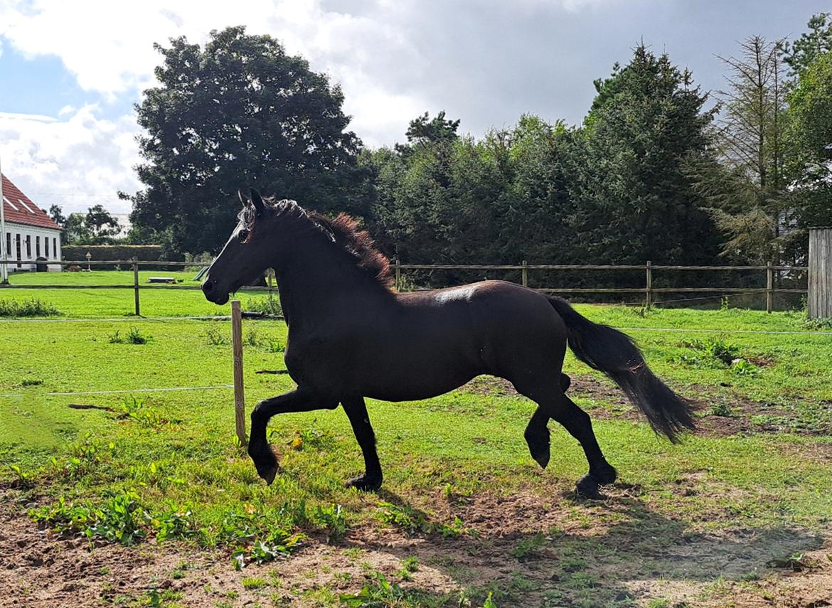 Frieser Højlund's Zafira billede 14
