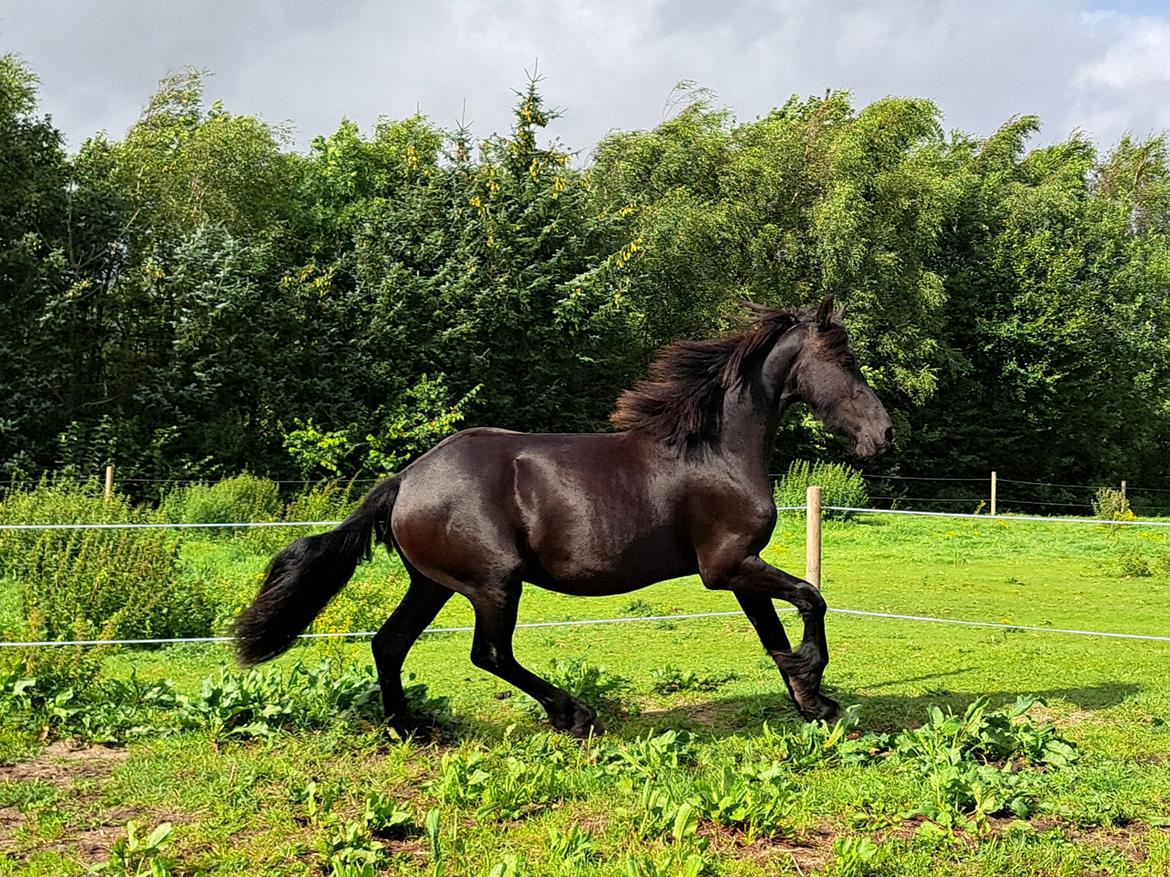 Frieser Højlund's Zafira billede 15