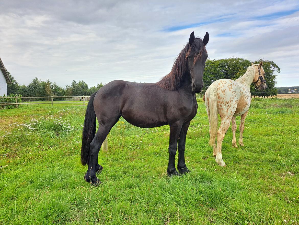 Frieser Højlund's Zafira billede 16