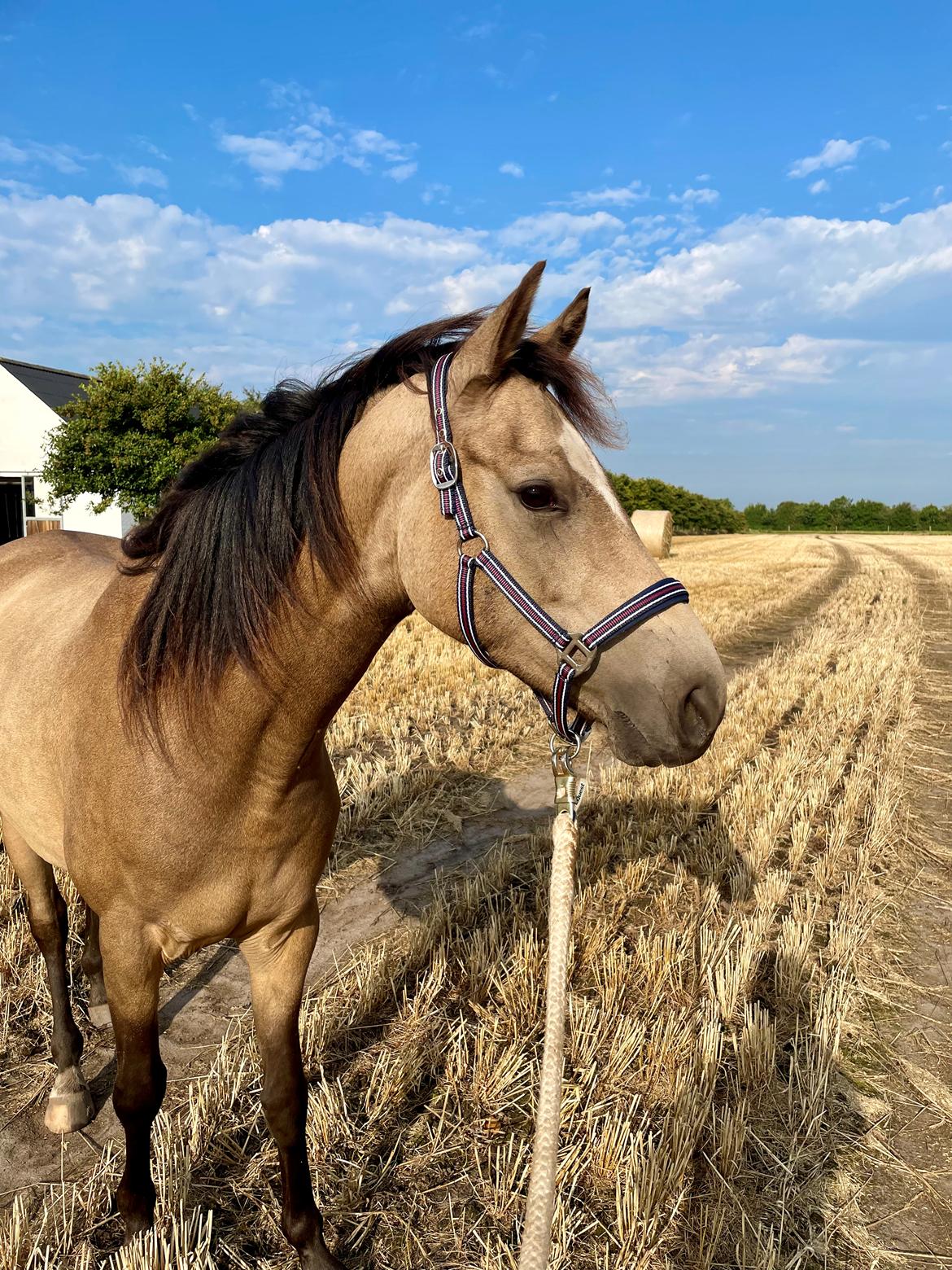 Welsh Partbred (Sec F) Aastrupgaards Gloria billede 15