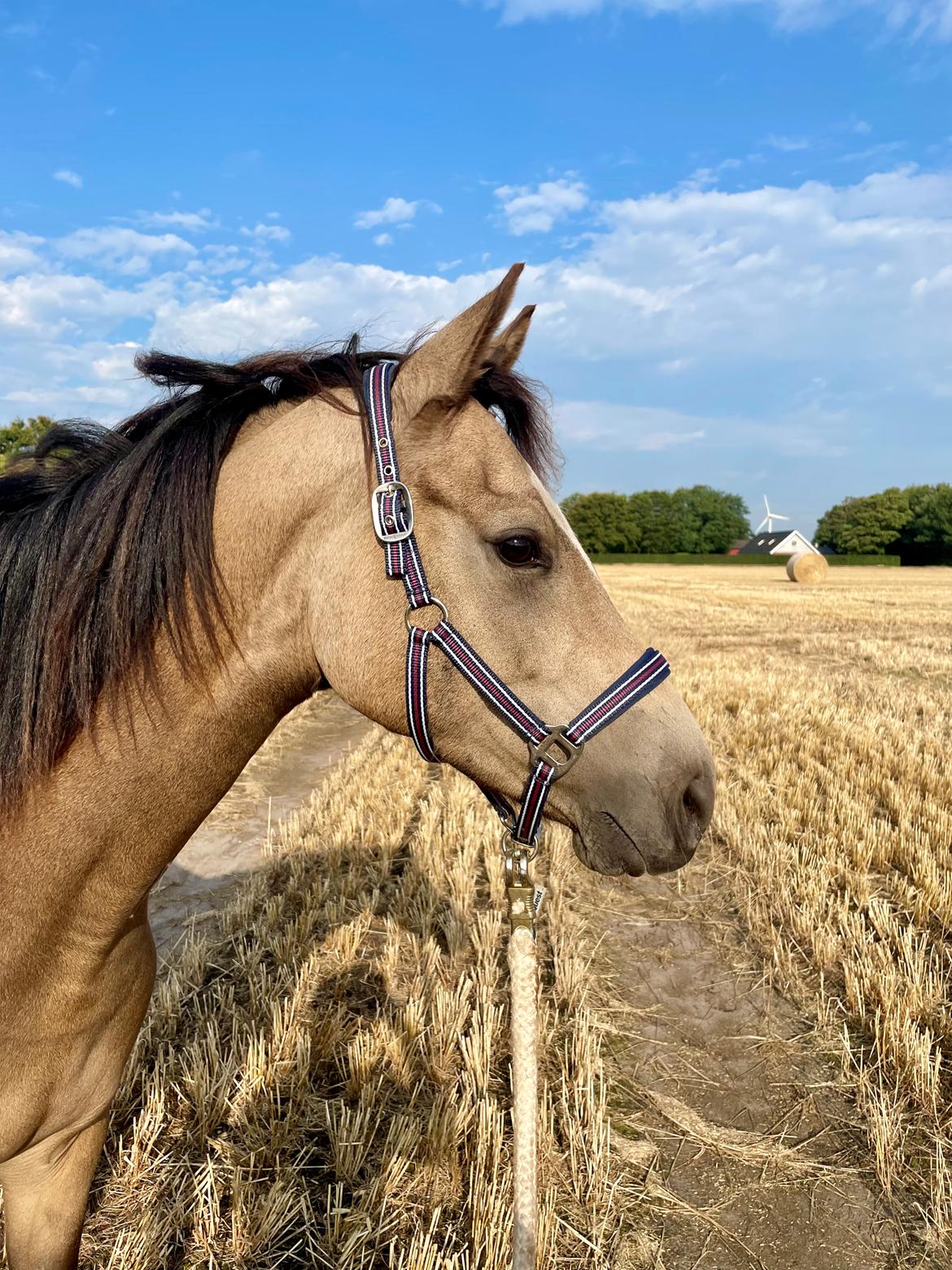 Welsh Partbred (Sec F) Aastrupgaards Gloria billede 14