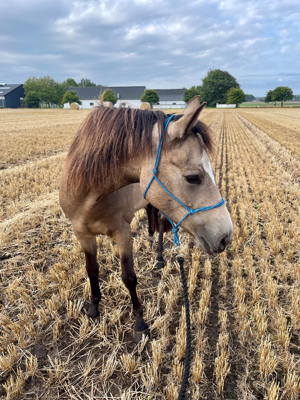 Welsh Partbred (Sec F) Aastrupgaards Gloria billede 17