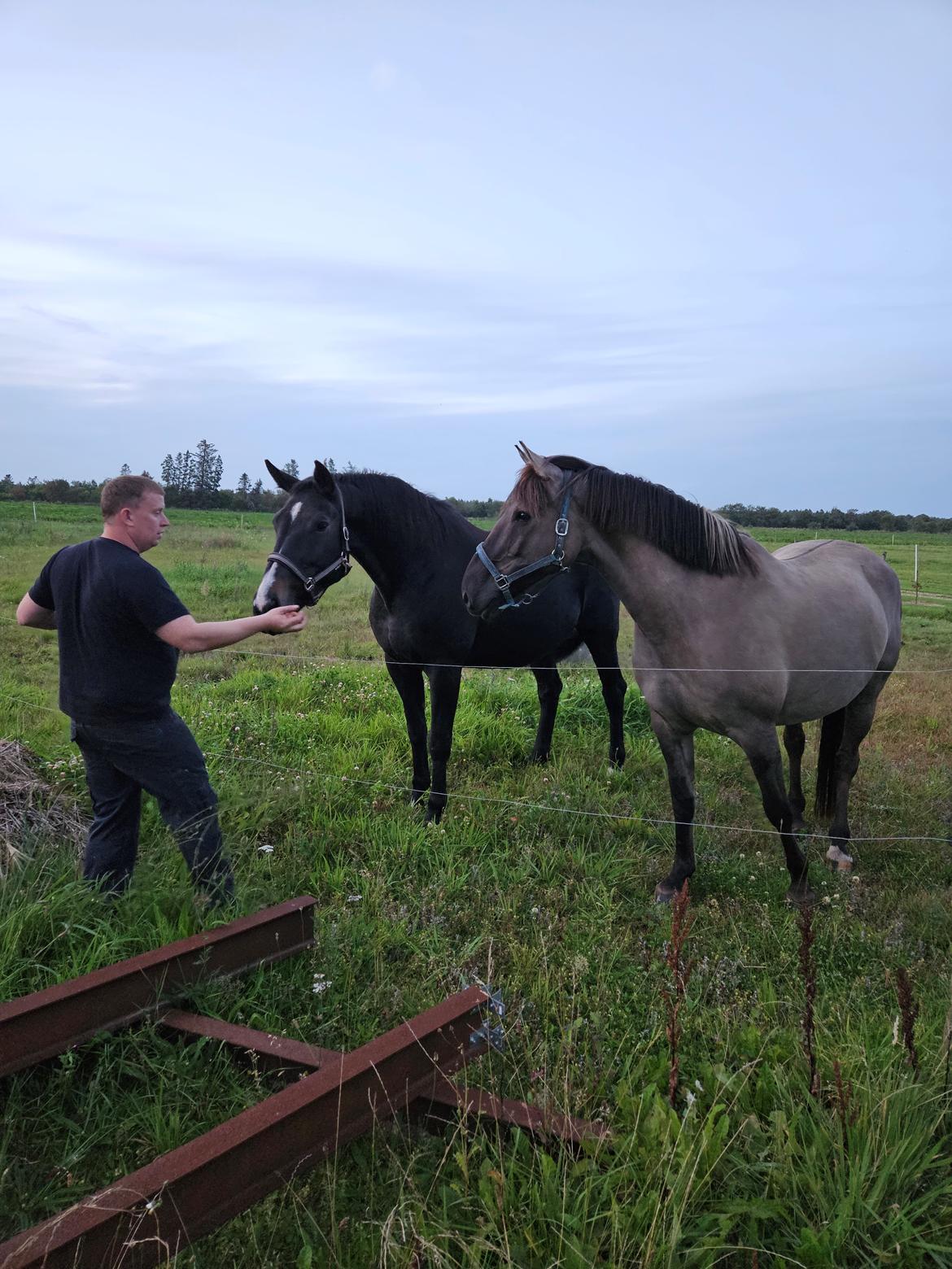 Oldenborg Tokelunds Polly billede 12