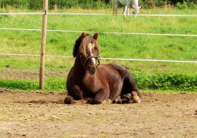 Welsh Mountain (sec A) Callunas Lucky Luke | Fighter | [Solgt] billede 4