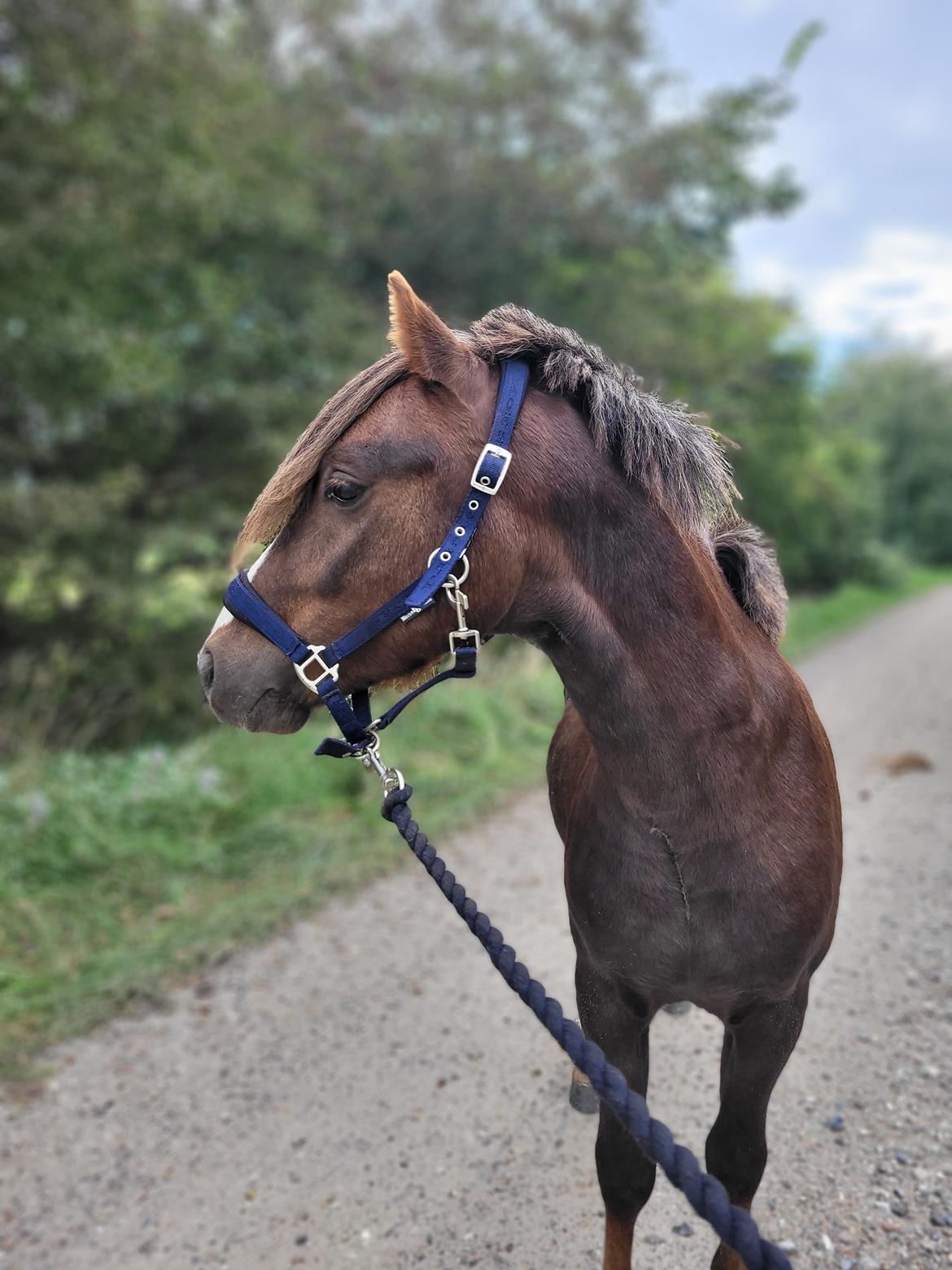 Welsh Mountain (sec A) Callunas Lucky Luke | Fighter | [Solgt] billede 5