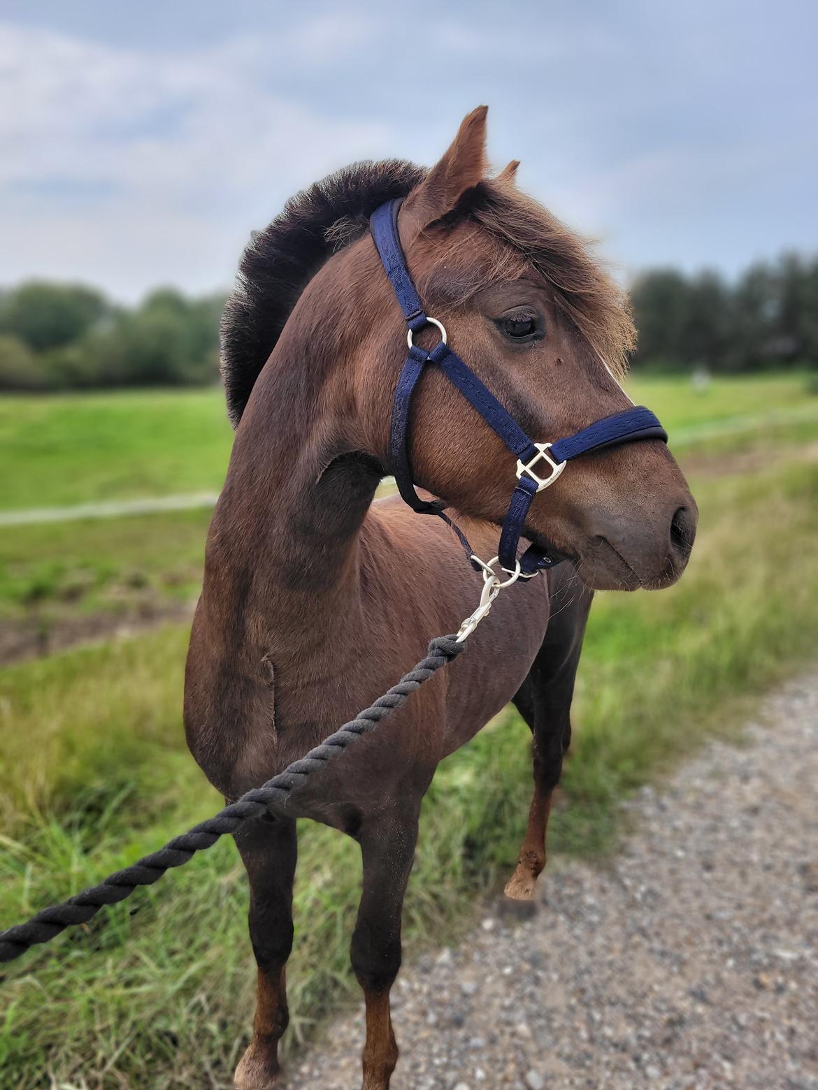 Welsh Mountain (sec A) Callunas Lucky Luke | Fighter | [Træner] billede 6