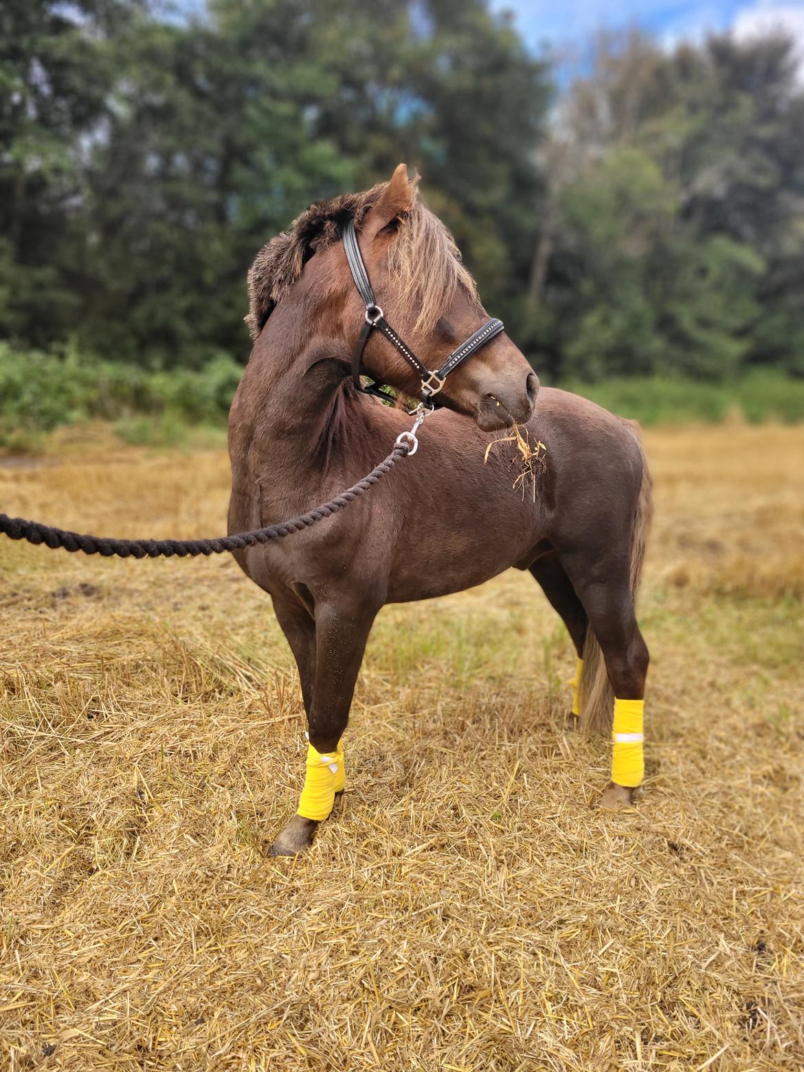 Welsh Mountain (sec A) Callunas Lucky Luke | Fighter | [Træner] billede 8