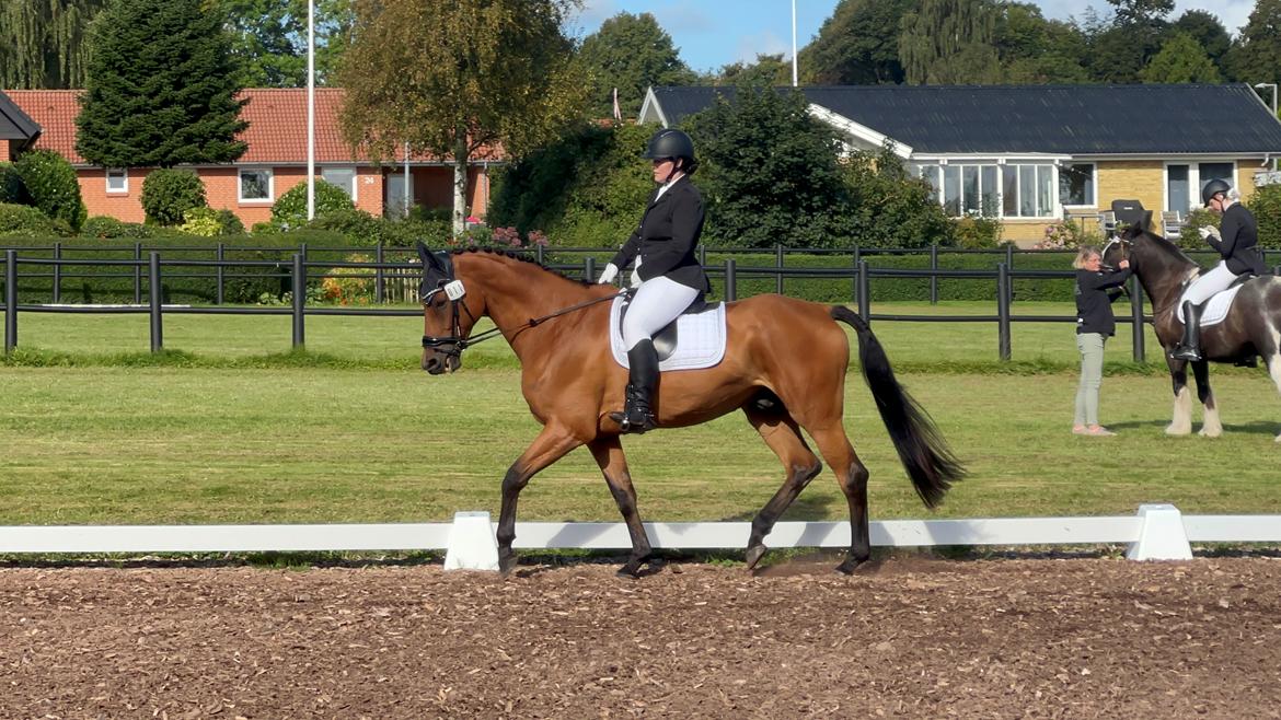 Trakehner Komet Sct. Olav billede 10