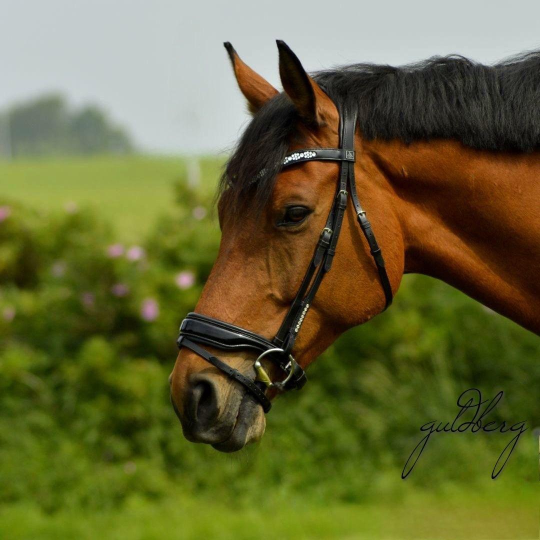 Trakehner Komet Sct. Olav billede 11