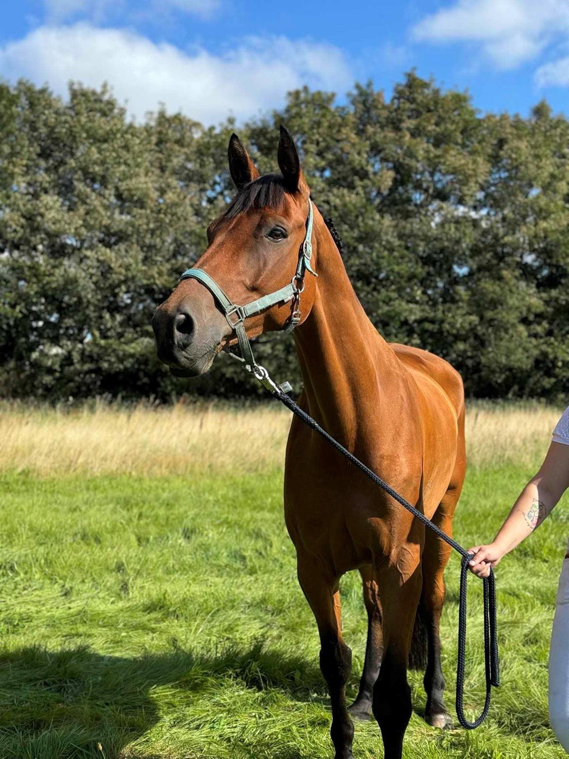 Trakehner Komet Sct. Olav billede 8