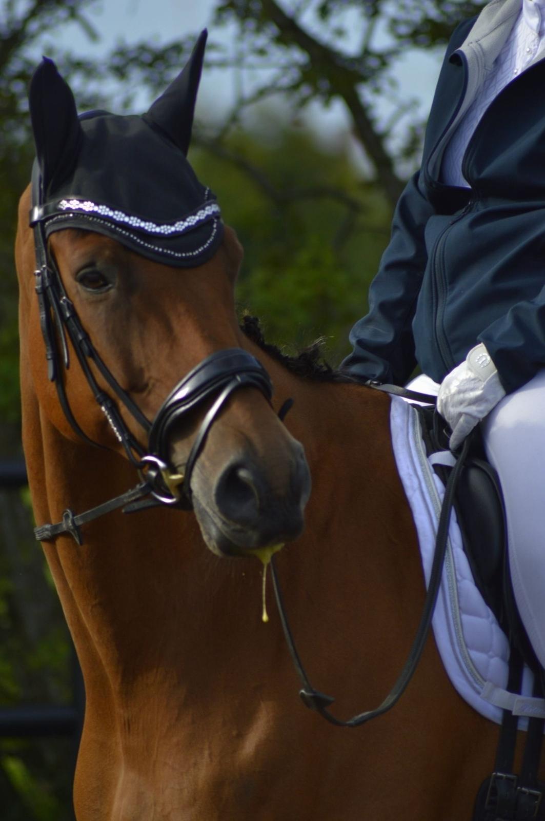 Trakehner Komet Sct. Olav billede 9
