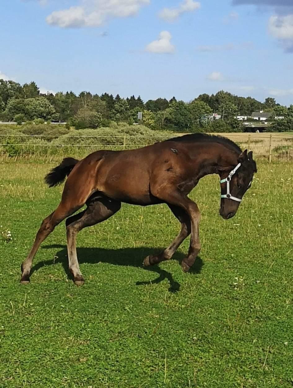 Anden særlig race Kirsebærgårdens Le Alina billede 8