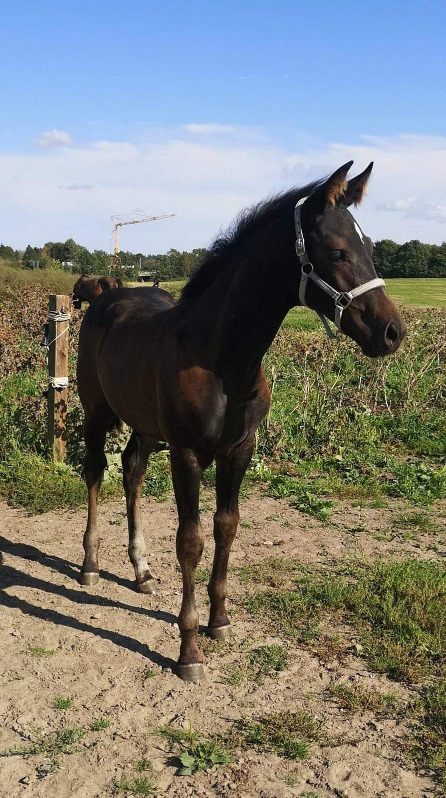 Anden særlig race Kirsebærgårdens Le Alina billede 2