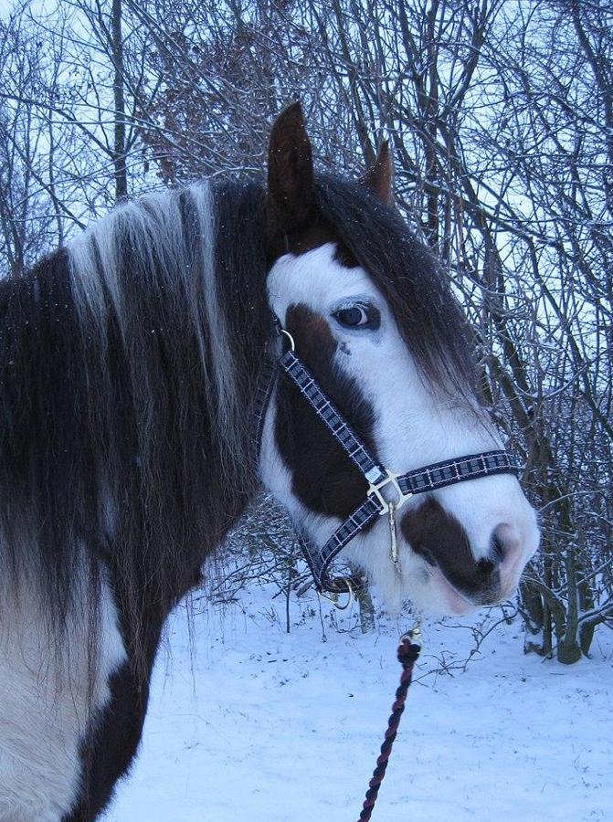 Tinker Klittens aodhán (til dagligtale Choko) billede 6