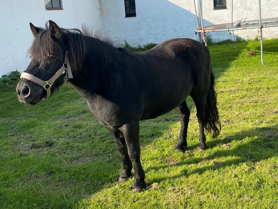 Shetlænder Wista af Hjortholm billede 11