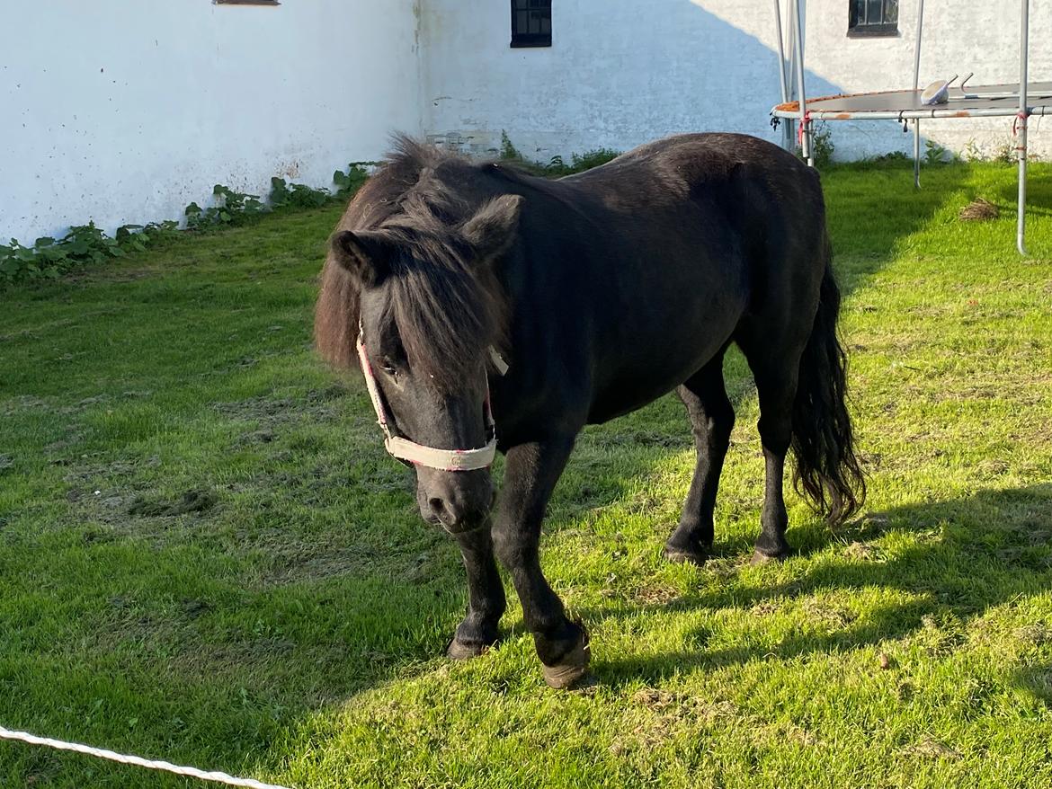 Shetlænder Wista af Hjortholm billede 13