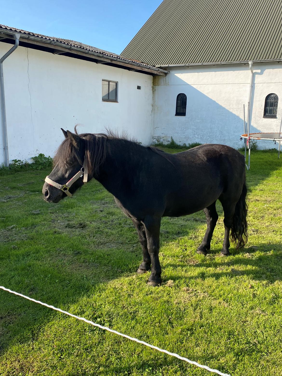 Shetlænder Wista af Hjortholm billede 14