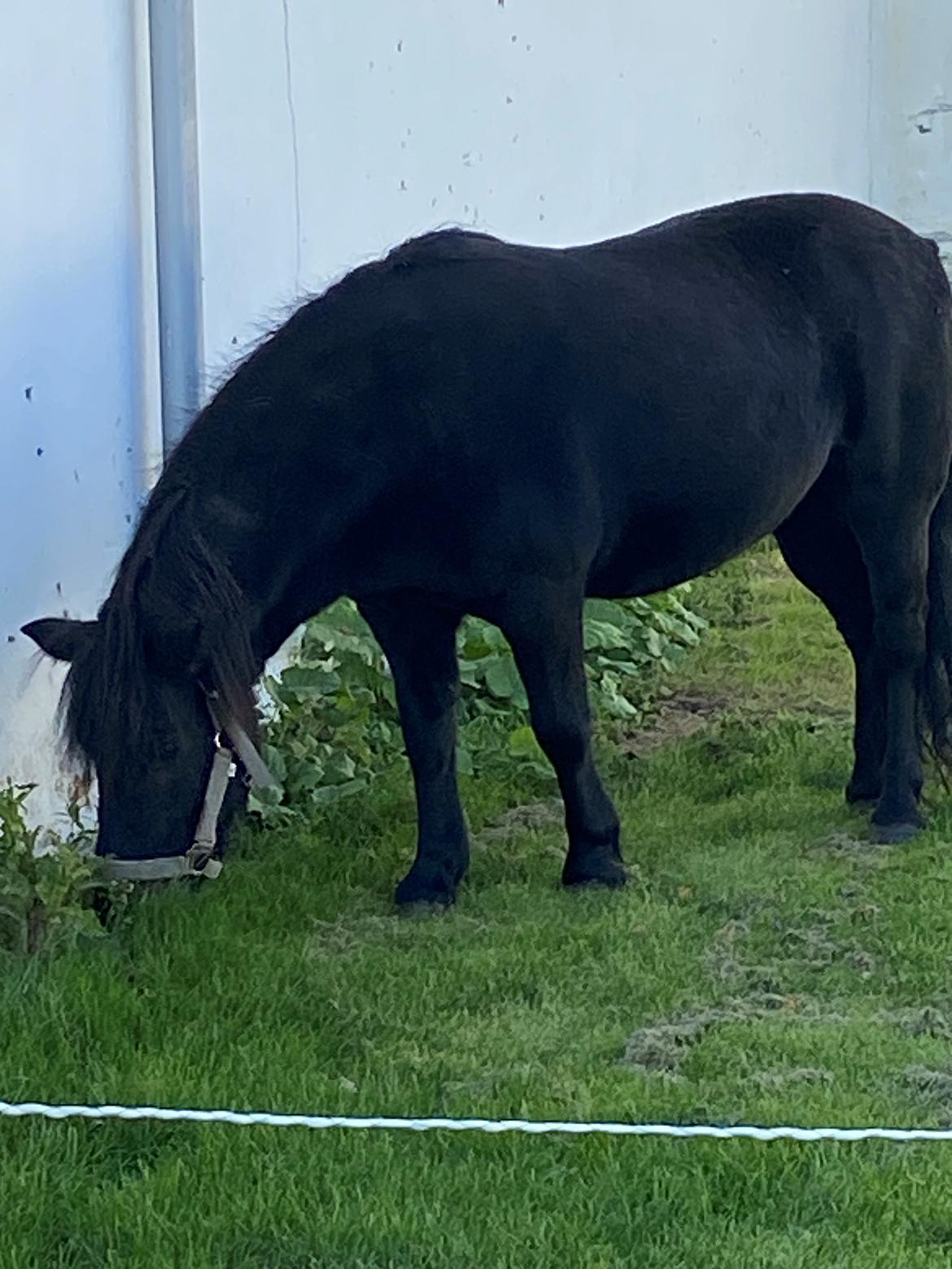 Shetlænder Wista af Hjortholm billede 15