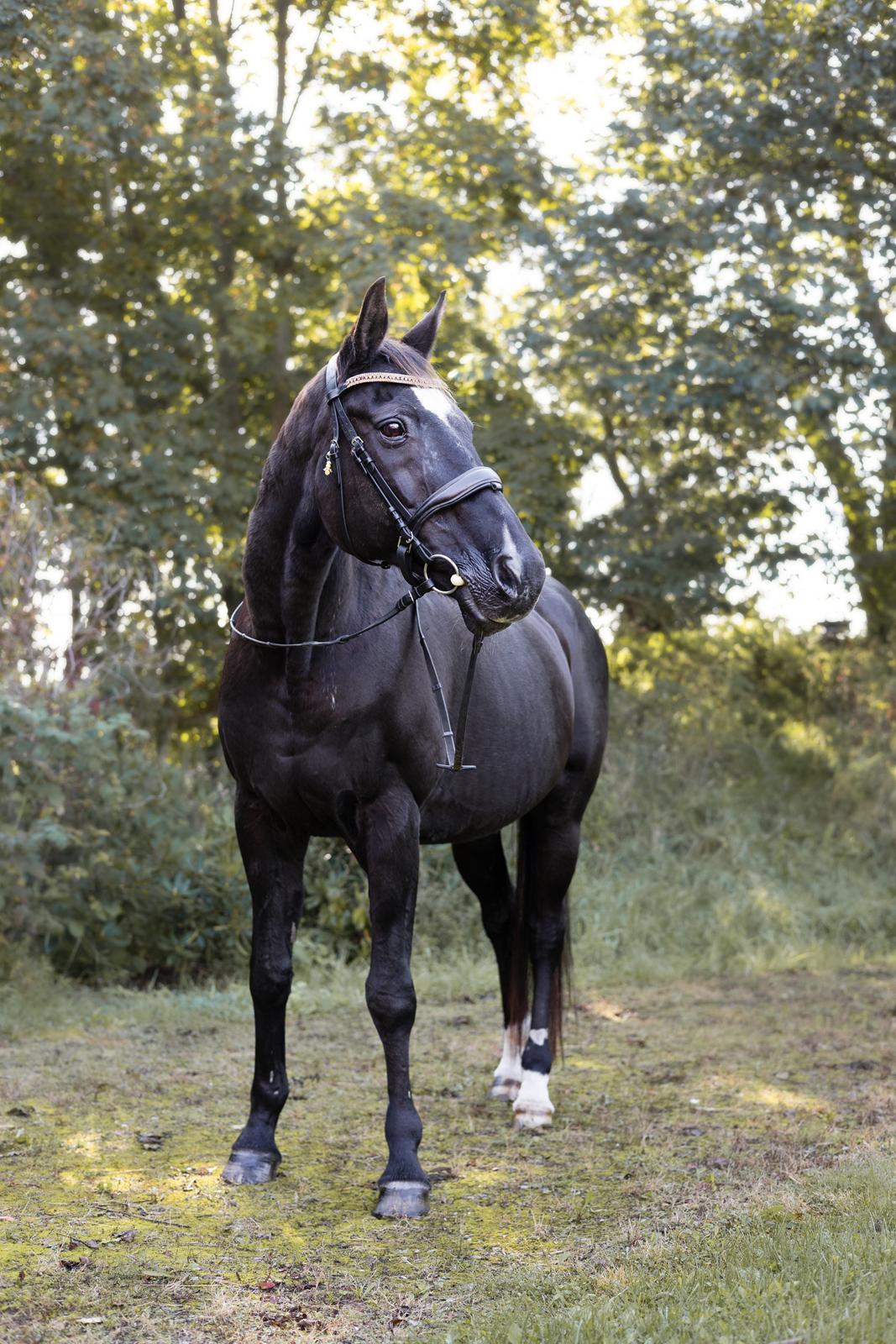 Dansk Varmblod Maj billede 5