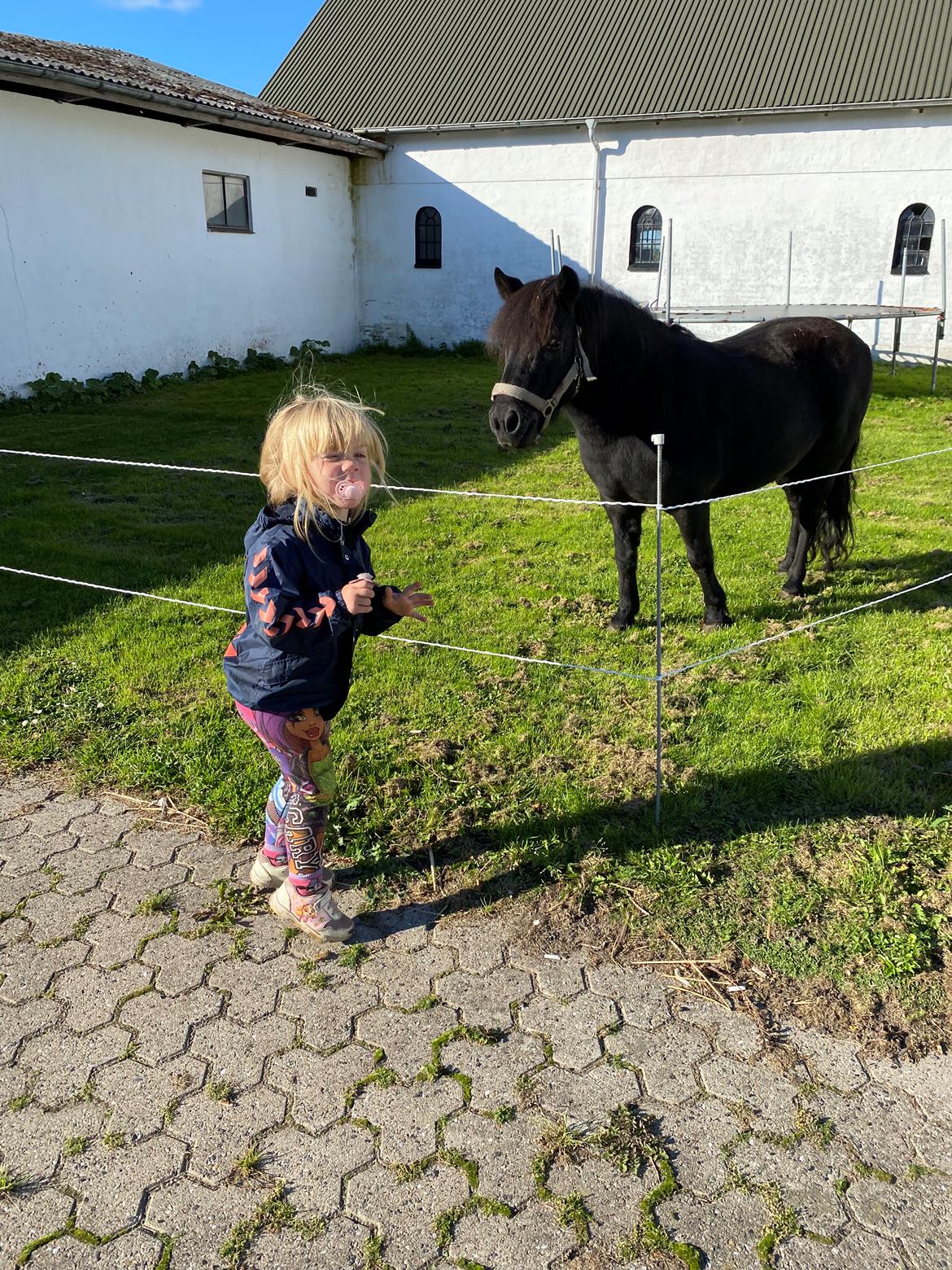 Shetlænder Wista af Hjortholm billede 16