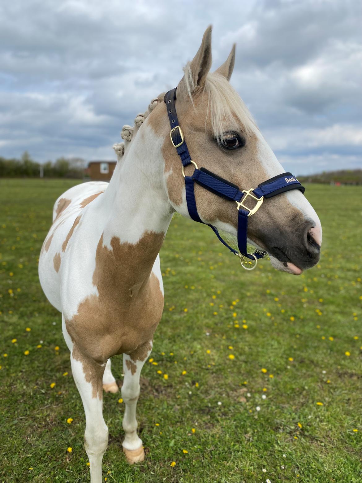 Hollandsk Sportspony SweetHeart billede 3