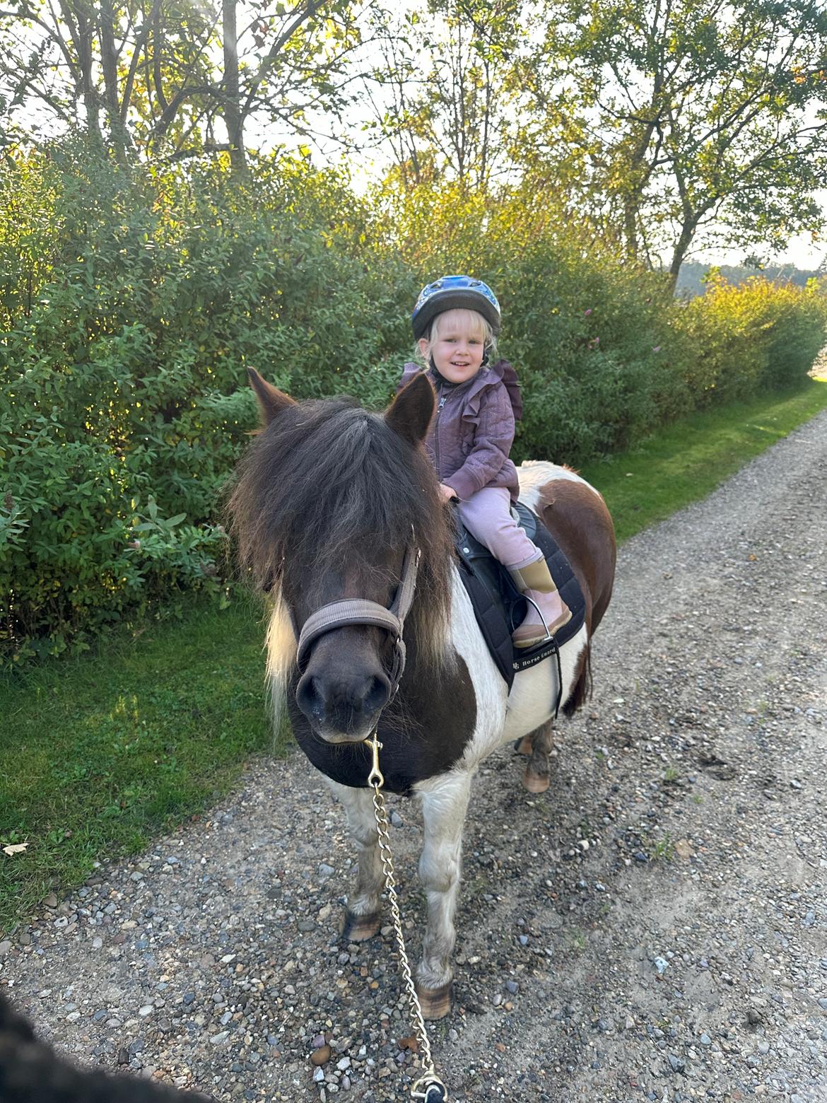 Anden særlig race Honey billede 17