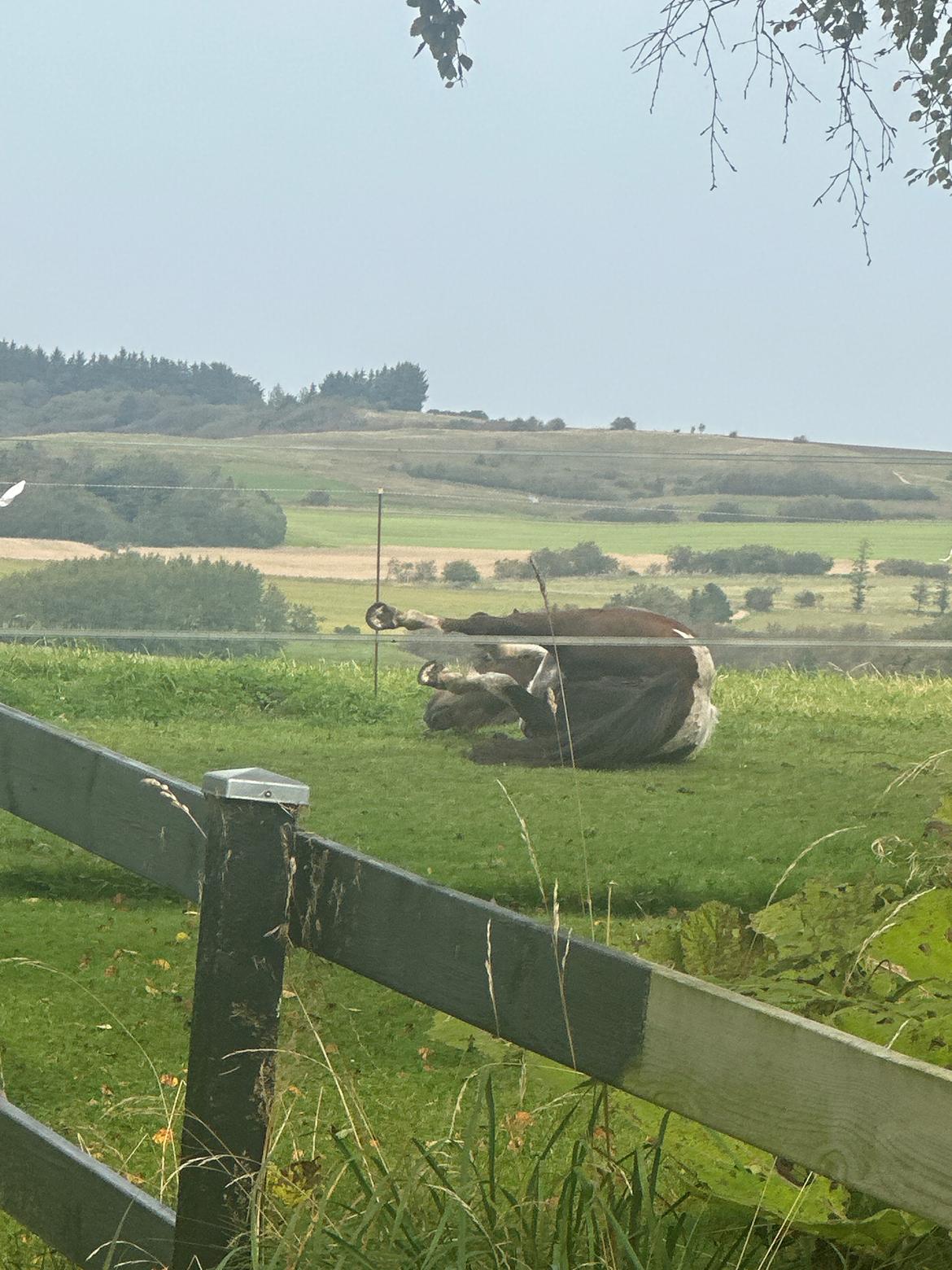 Anden særlig race Honey billede 19