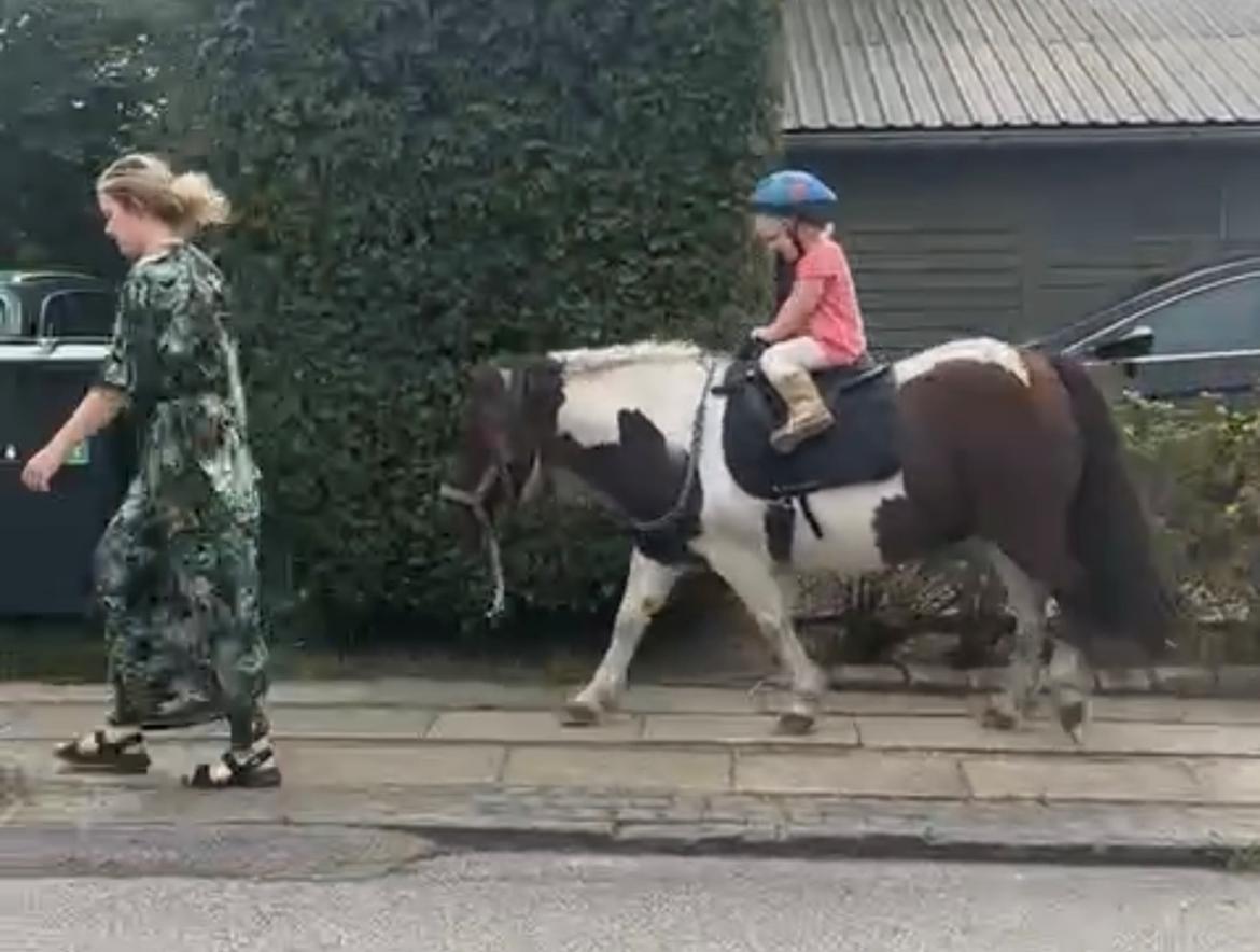 Anden særlig race Honey billede 18