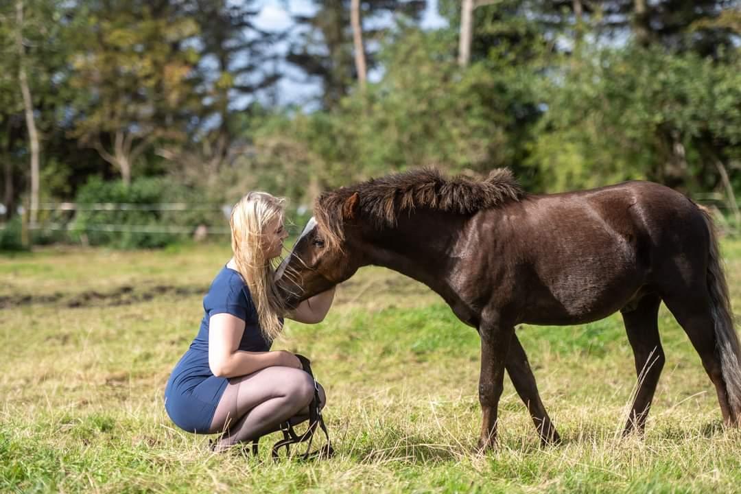 Welsh Mountain (sec A) Callunas Lucky Luke | Fighter | [Solgt] billede 9