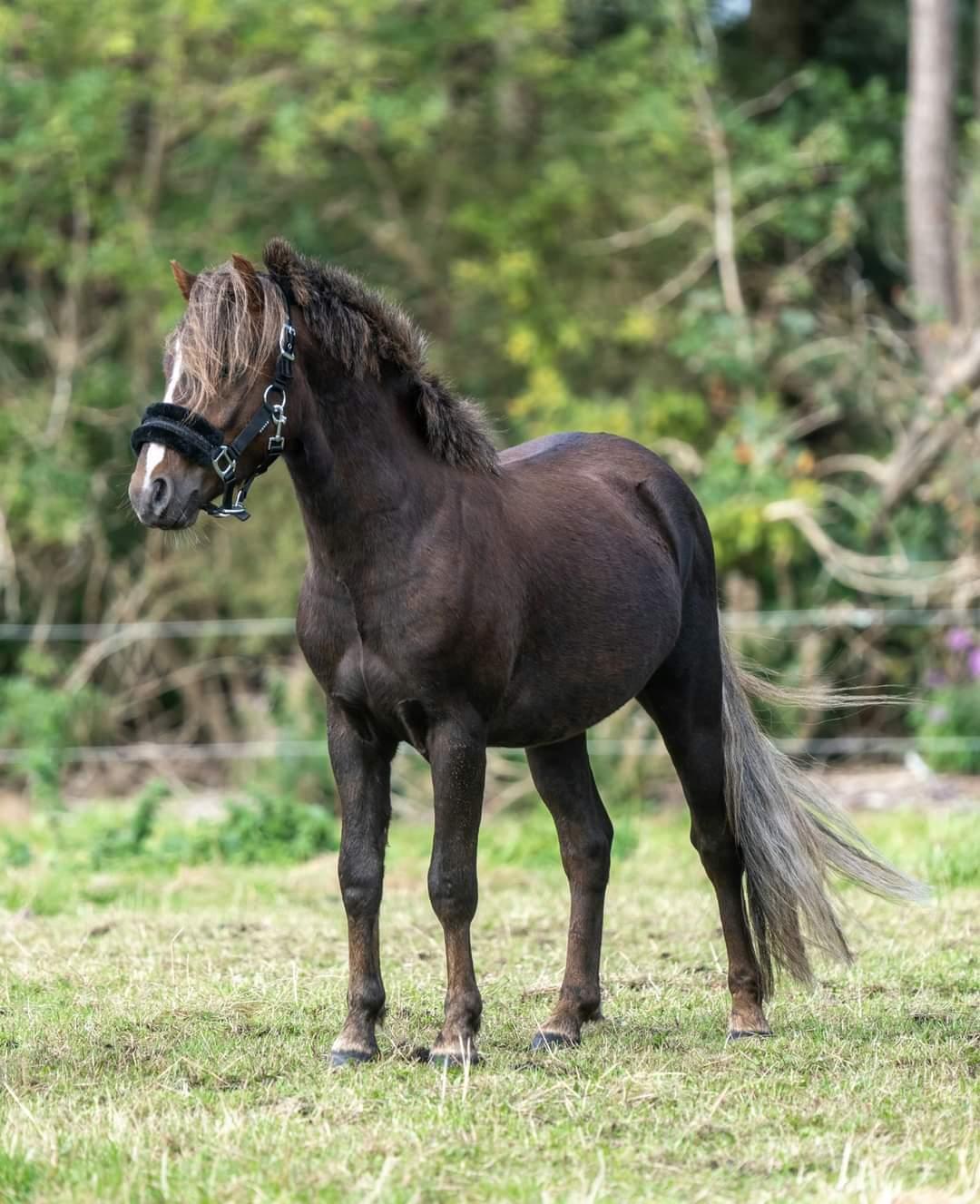 Welsh Mountain (sec A) Callunas Lucky Luke | Fighter | [Træner] billede 10