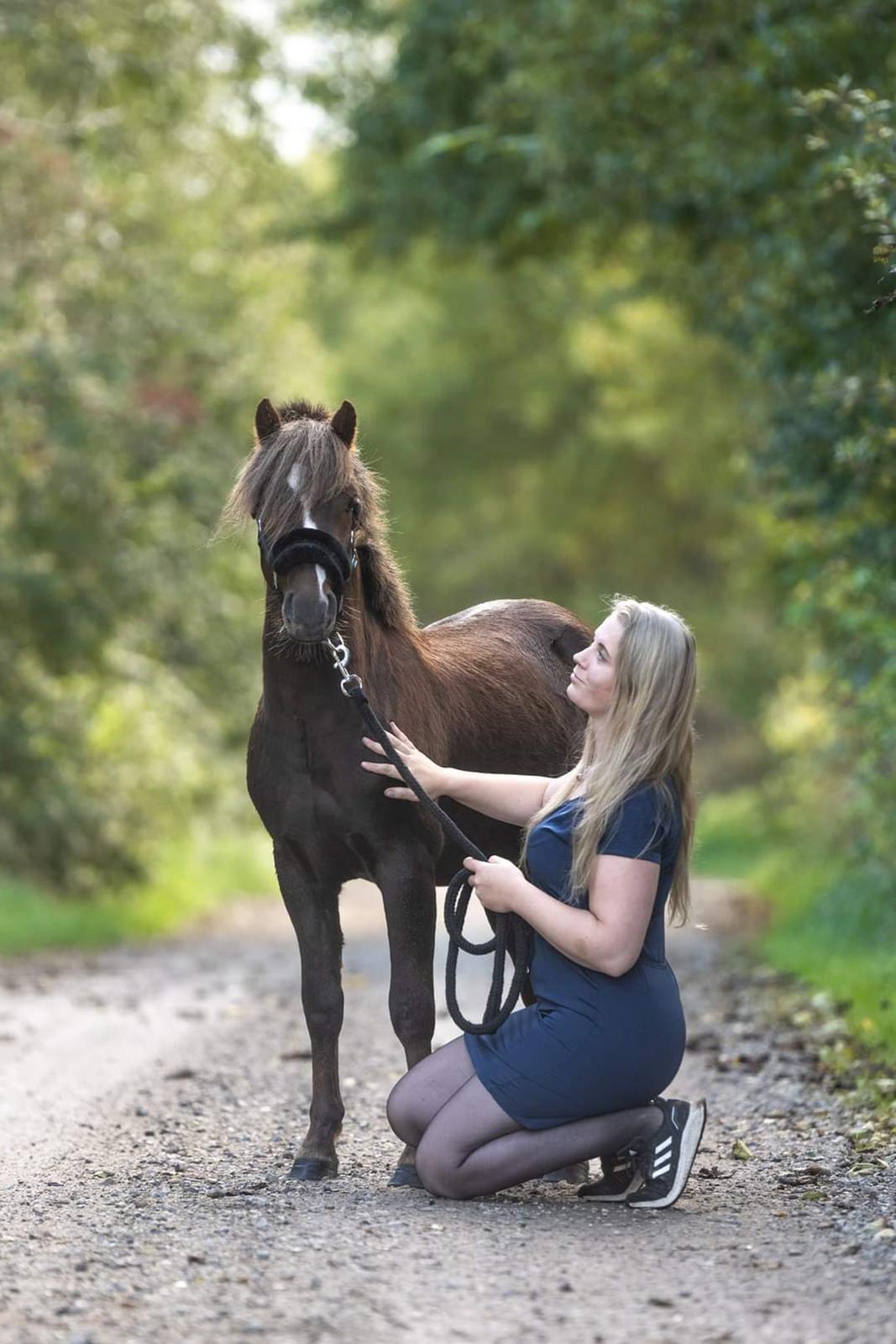 Welsh Mountain (sec A) Callunas Lucky Luke | Fighter | [Solgt] billede 12