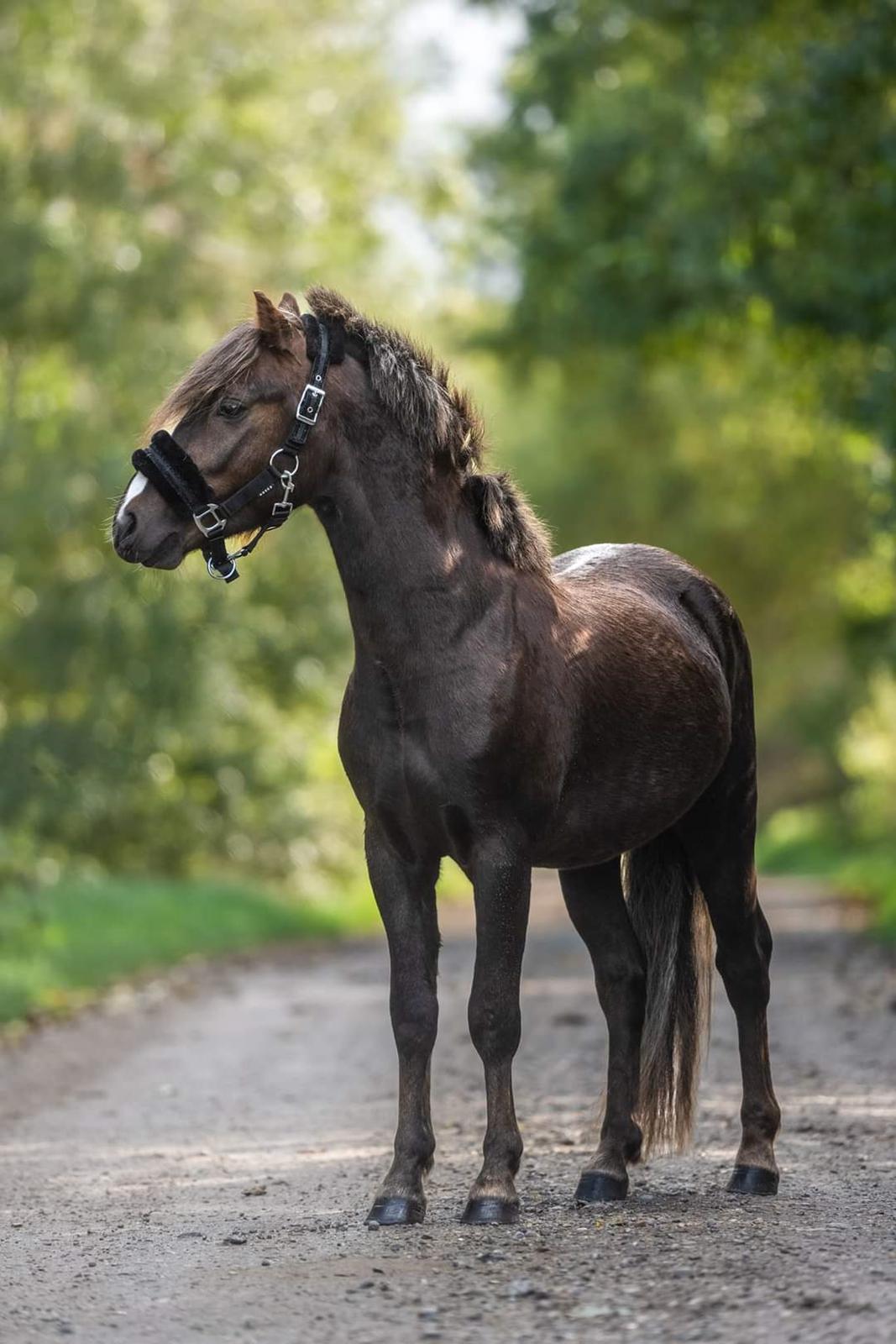 Welsh Mountain (sec A) Callunas Lucky Luke | Fighter | [Solgt] billede 7